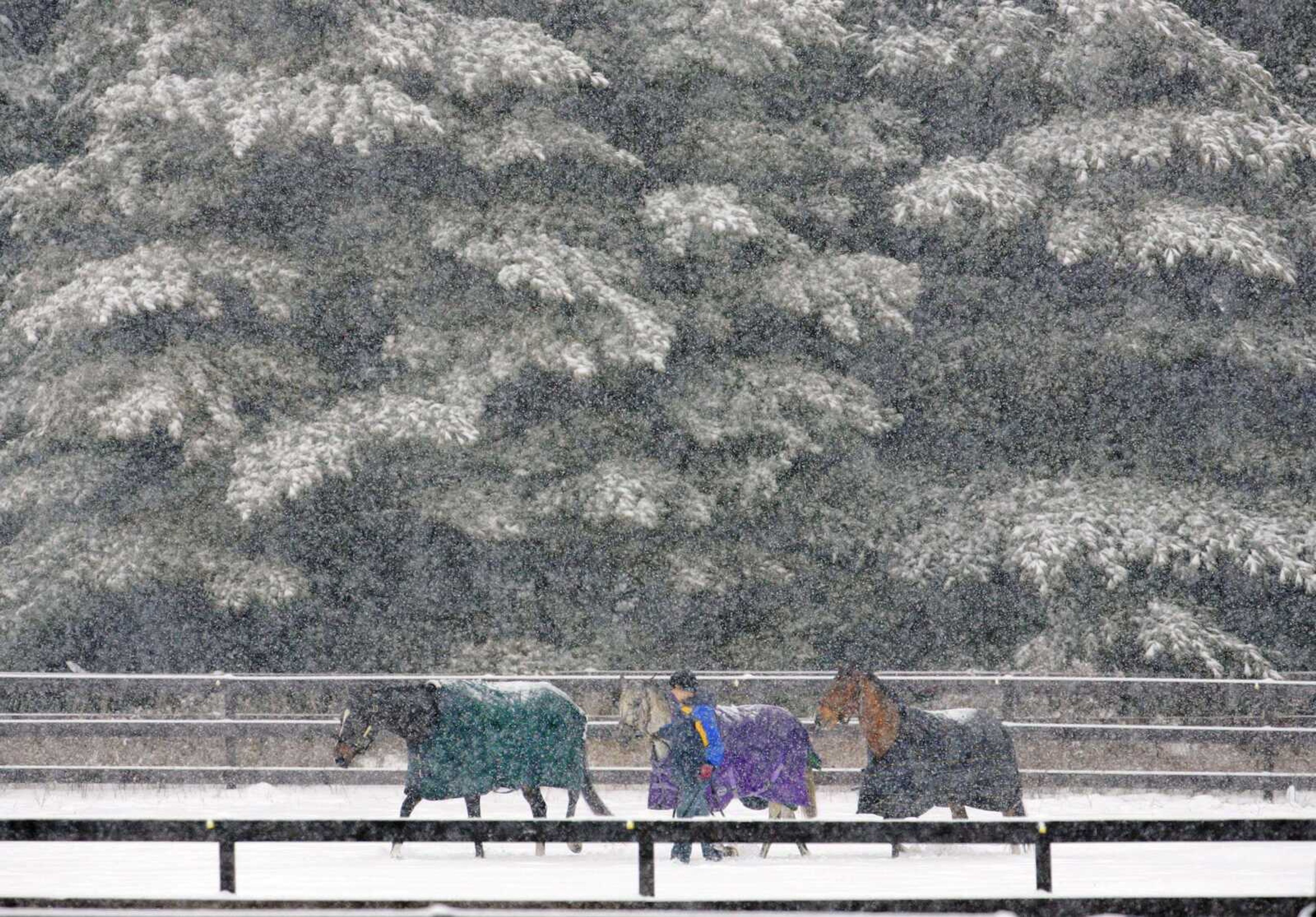 A handler lead a trio of blanketed horses as snow clung to trees Tuesday at Rein Dance Farms in Cedarburg, Wisc. A winter storm brought heavy snow to parts of the Midwest. (Jeffrey Phelps ~ Milwaukee Journal Sentinel)