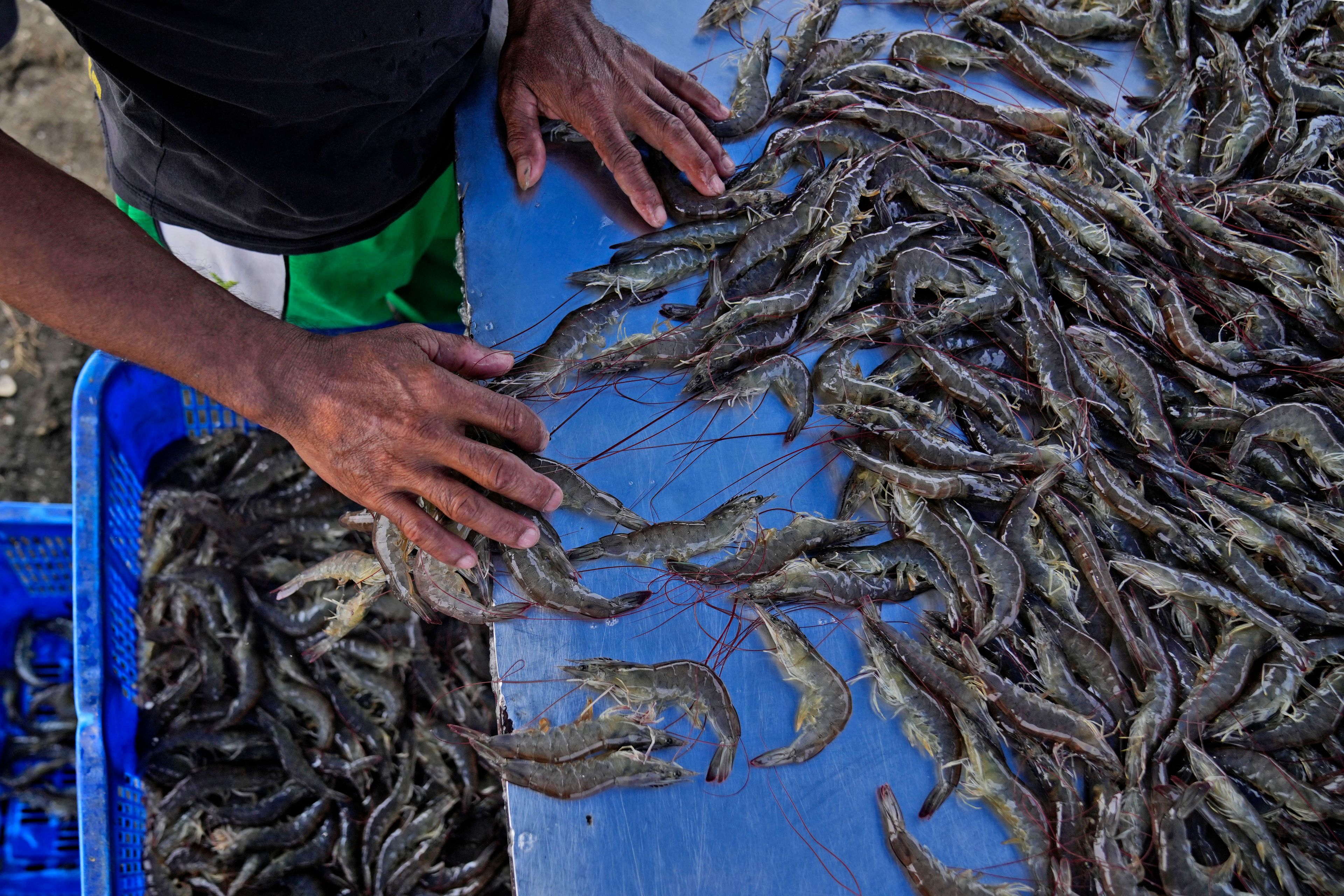 A worker sorts shrimps at a farm in Kebumen, Centra Java, Indonesia, Tuesday, Sept. 24, 2024. (AP Photo/Dita Alangkara)