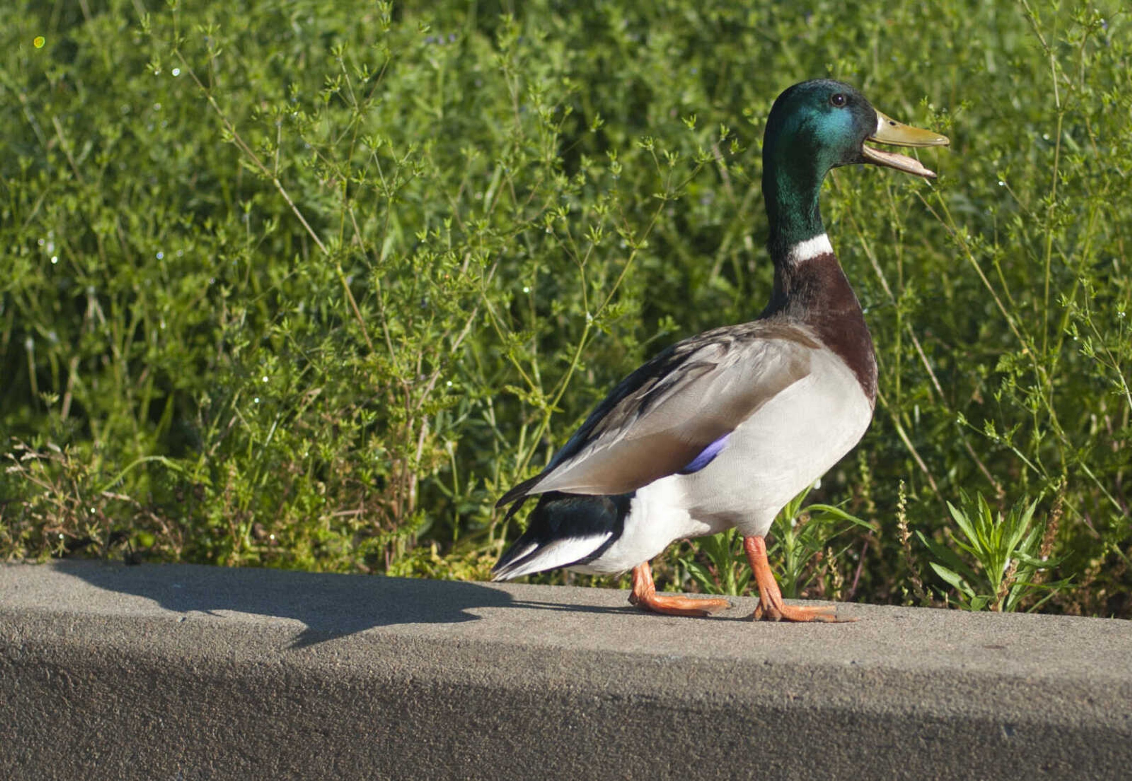 A mallard walks along the edge of the sidewalk at Riverfront Park on Monday, May 18, 2020, in Cape Girardeau.