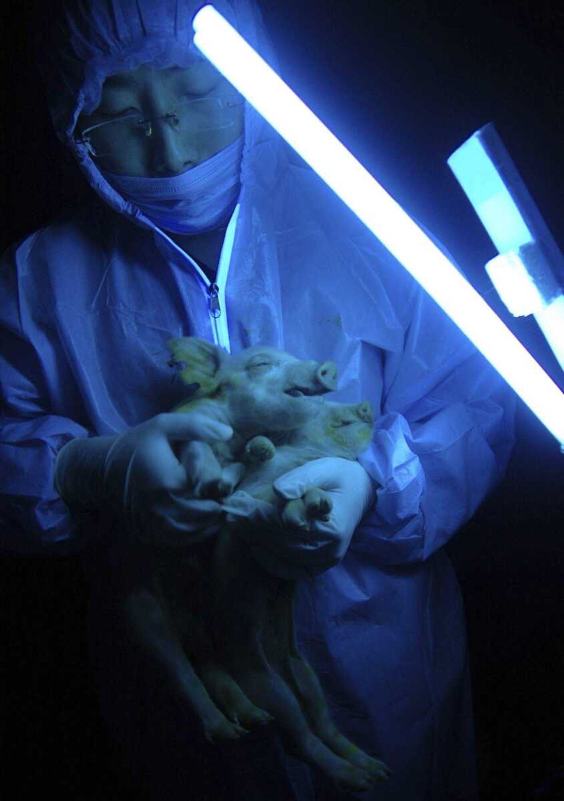 A researcher holds up two piglets born from a cloned pig under ultraviolet light to show the fluorescent green glow from their snout, trotters, and tongue at the Northeast Agricultural University in Harbin, northeastern China' Heilongjiang province, Monday, Jan 7, 2008.  The cloned pig whose genes were altered to make it glow fluorescent green has passed on the trait to its young, a development that could lead to the future breeding of pigs for human transplant organs, the university reported. (AP Photo) ** CHINA OUT **