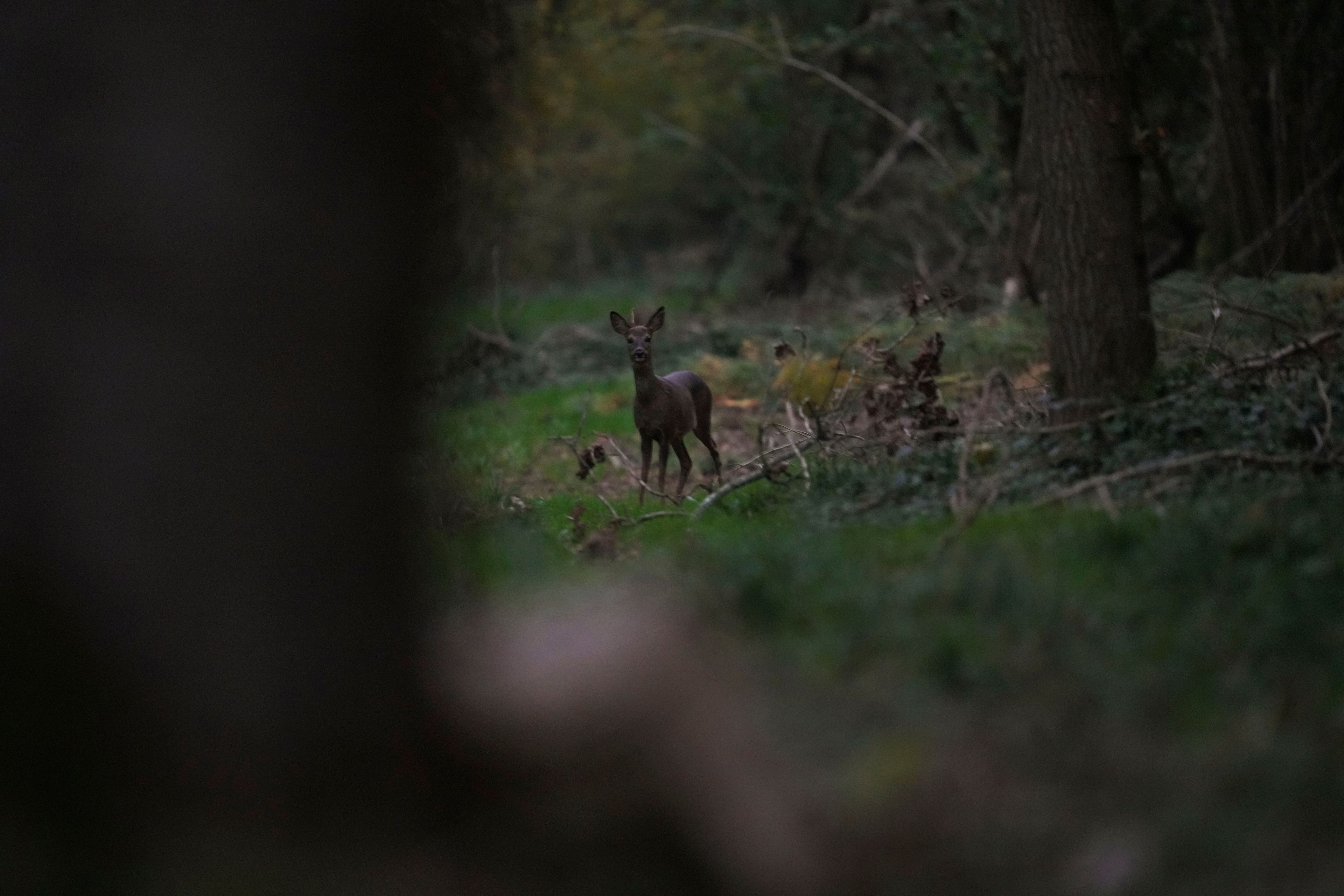 A deer looks on before shot by Martin Edwards, Head of Deer and Woodland Management at BASC (The British Association for Shooting and Conservation), in a woods at Tichborne, east of Winchester in Hampshire, England, Monday, Nov. 4, 2024. Wild deer numbers have dramatically multiplied in recent decades and there are now more deer in England than at any other time in the last 1,000 years, according to the Forestry Commission, the government department looking after England's public woodland. (AP Photo/Kin Cheung)