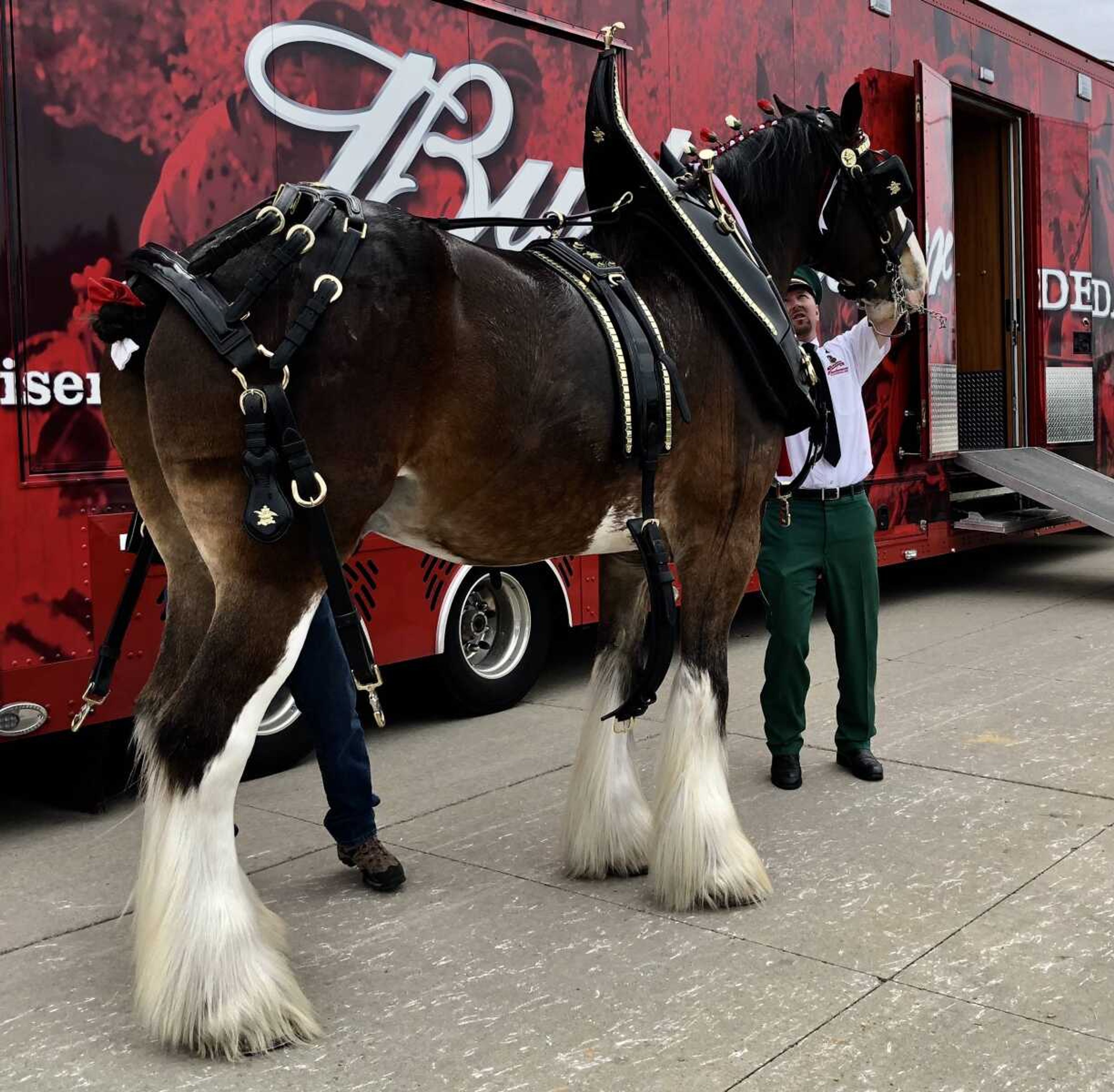 Clydesdale Wheelhorse