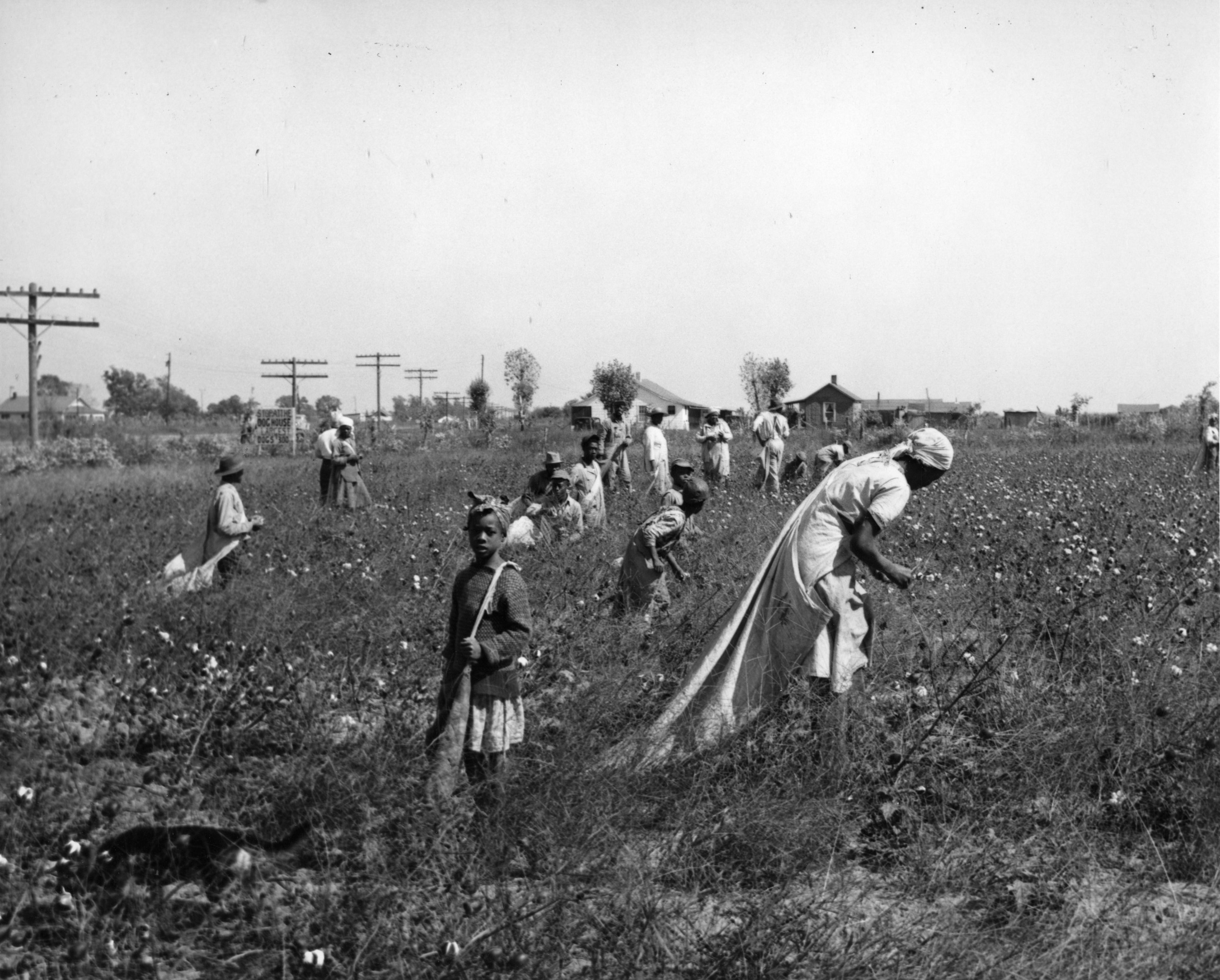 Workers pick cotton by hand in this 1950s image.