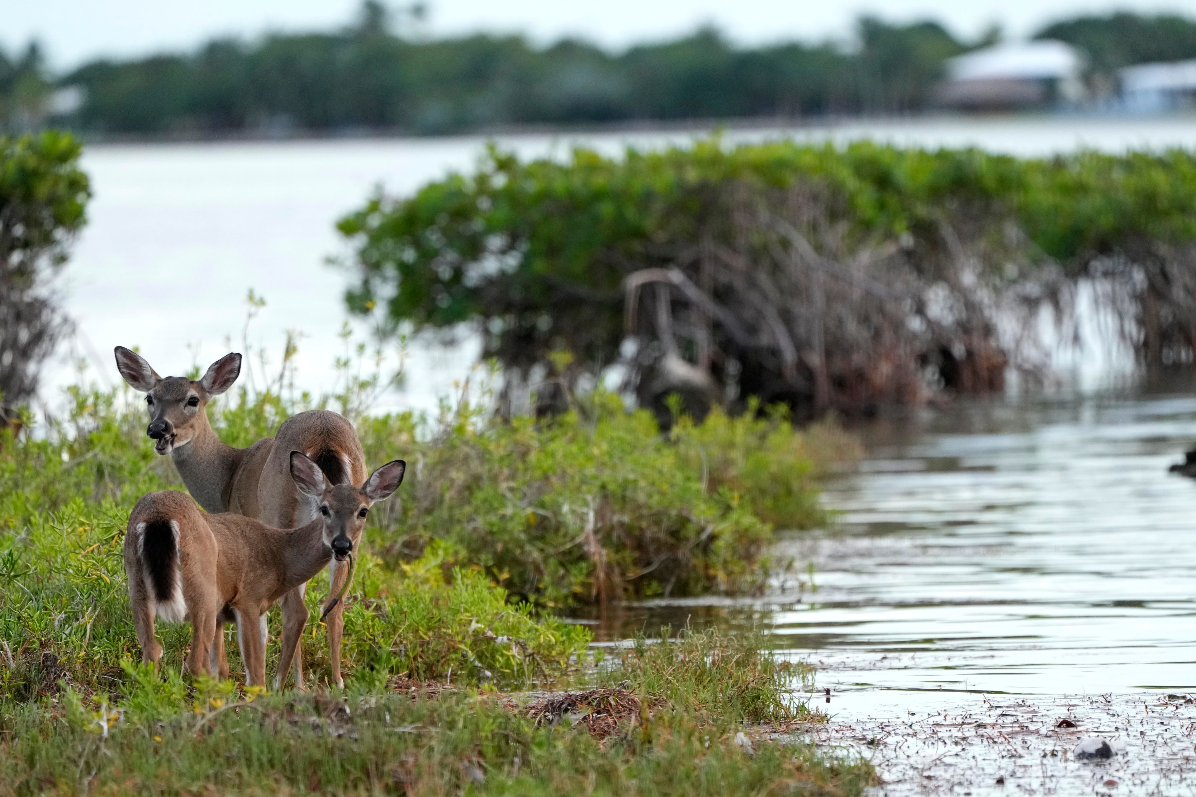 Key Deer, the smallest subspecies of the white-tailed deer that have thrived in the piney and marshy wetlands of the Florida Keys, walk along mangroves, Tuesday, Oct. 15, 2024, in Big Pine Key, Fla. (AP Photo/Lynne Sladky)