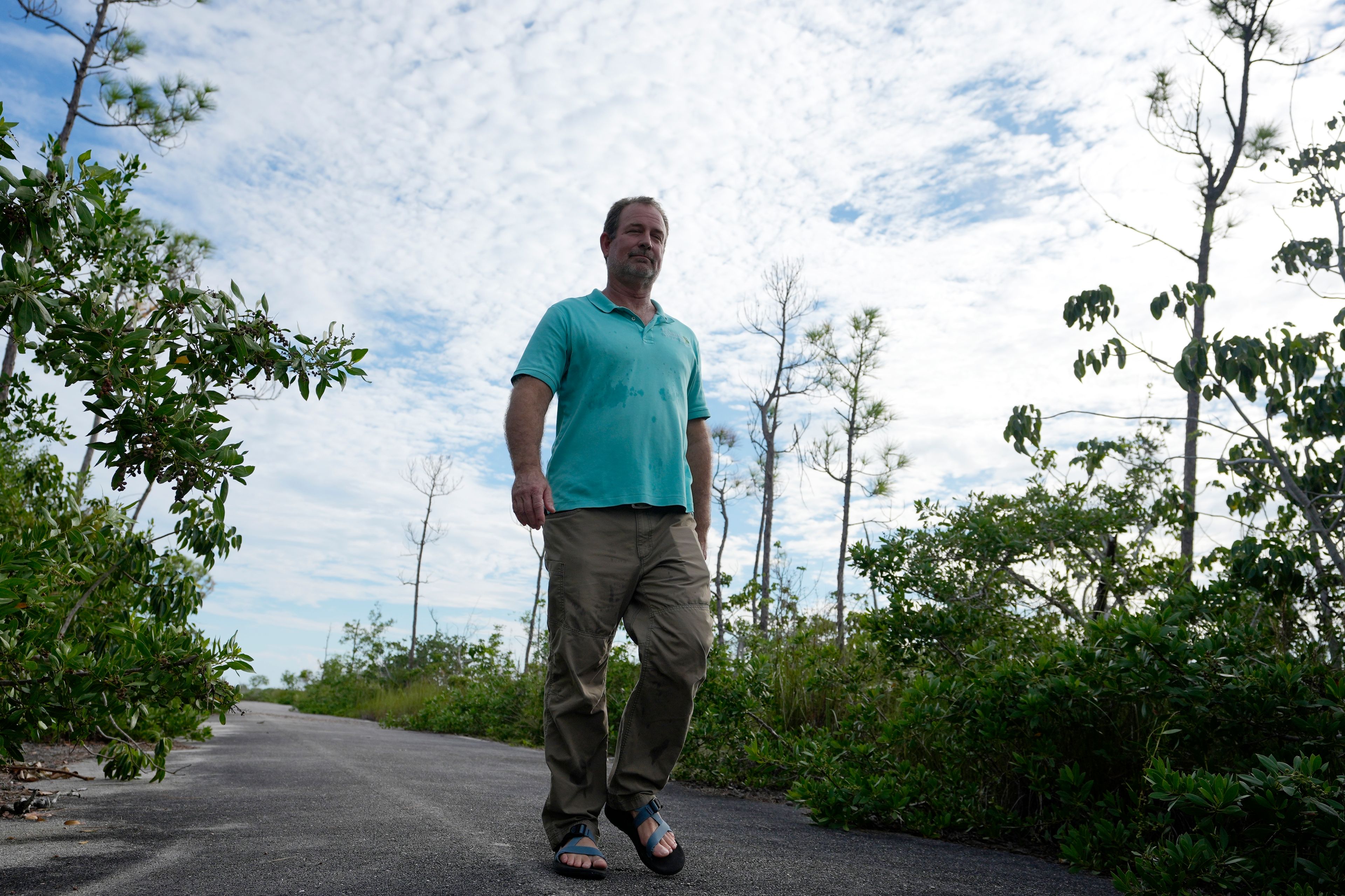 Chris Bergh, the South Florida program manager for the Nature Conservancy, walks in the habitat of the Key Deer, the smallest subspecies of the white-tailed deer that have thrived in the piney and marshy wetlands of the Florida Keys, Tuesday, Oct. 15, 2024, in Big Pine Key, Fla. (AP Photo/Lynne Sladky)