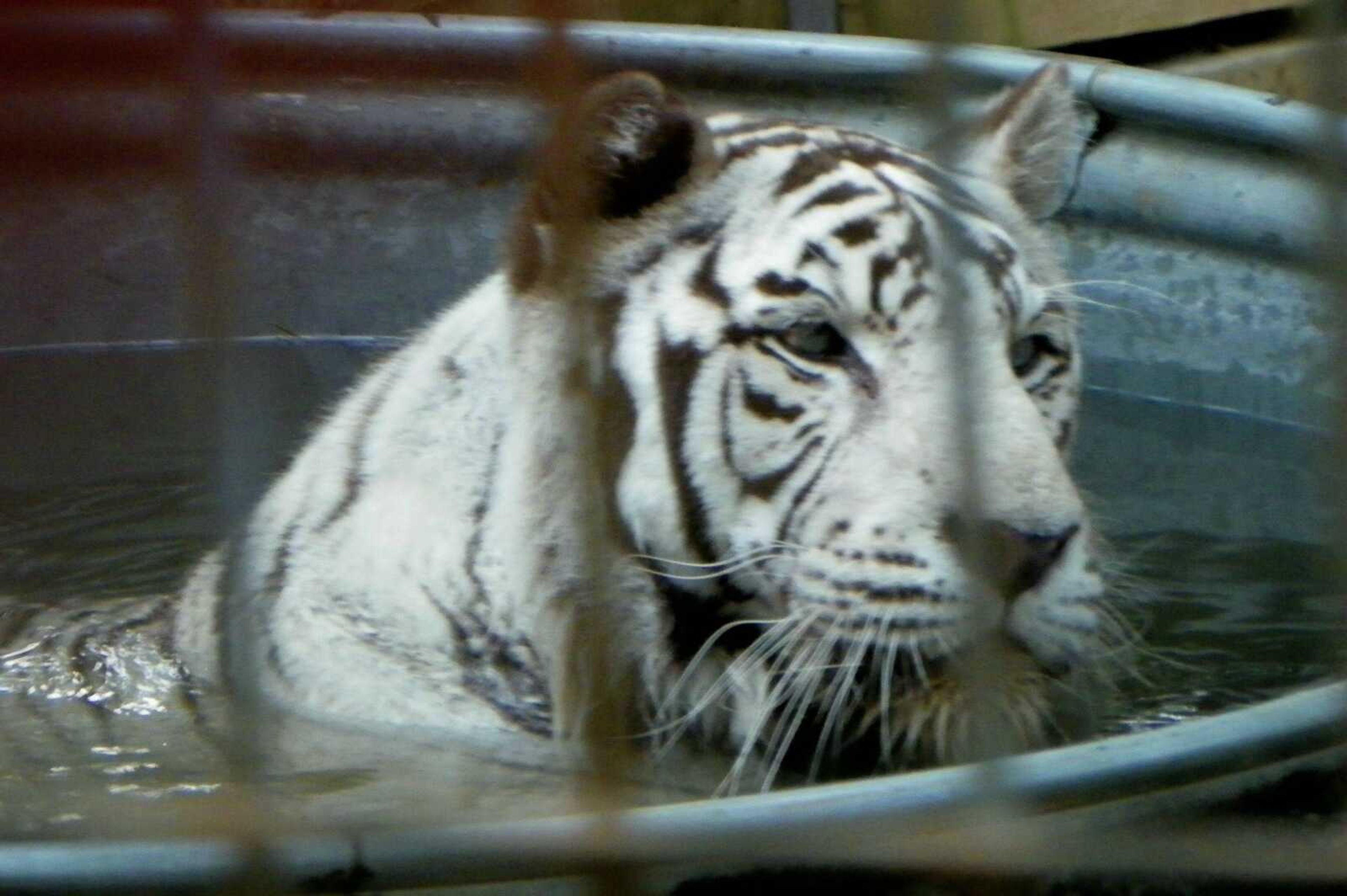 Mohan, the White Tiger