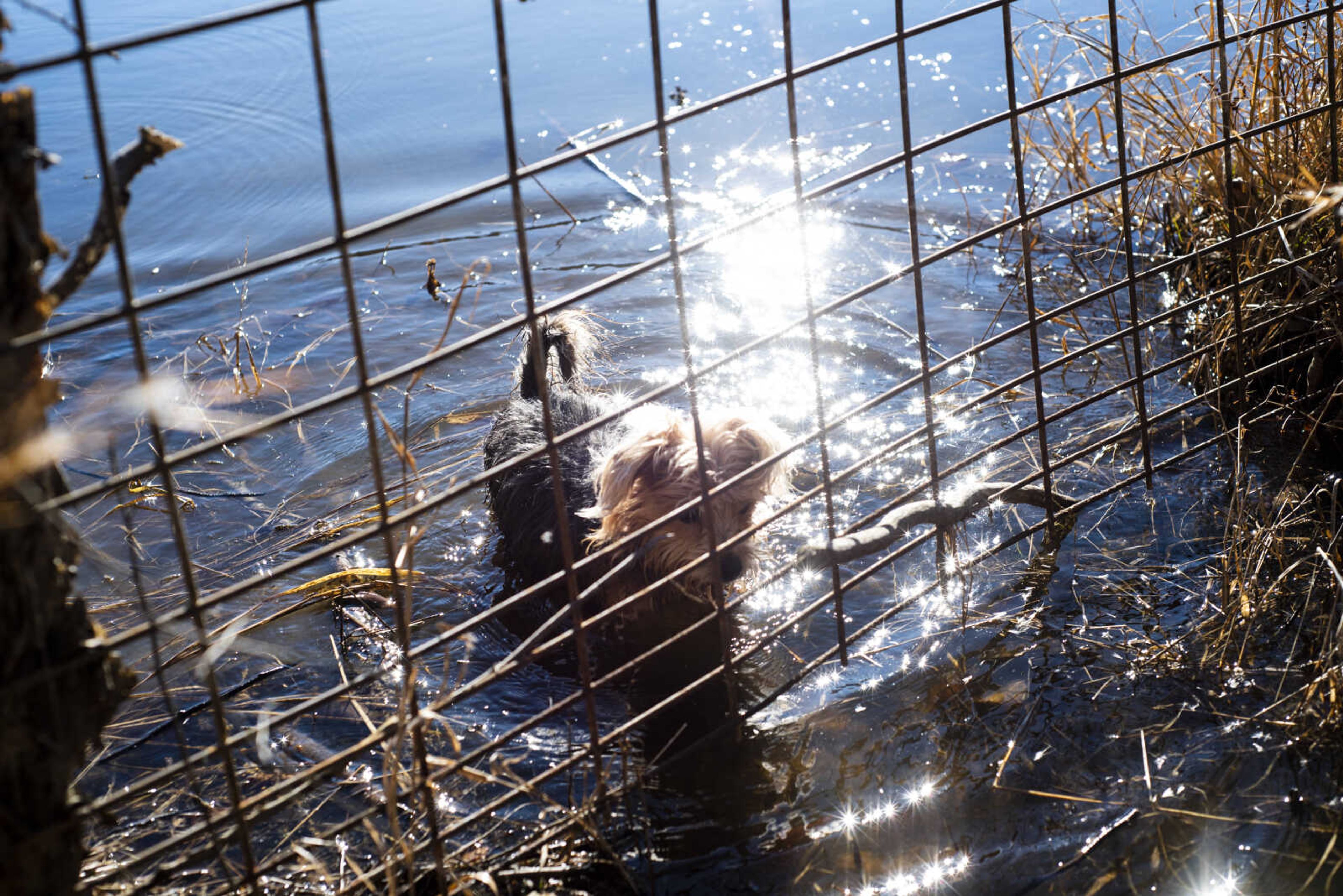 Dogs wade in one of the lakes on Marilyn and Michael Neville's property of the Bollinger County Stray Project Wednesday, Jan. 9, 2019, in Zalma.