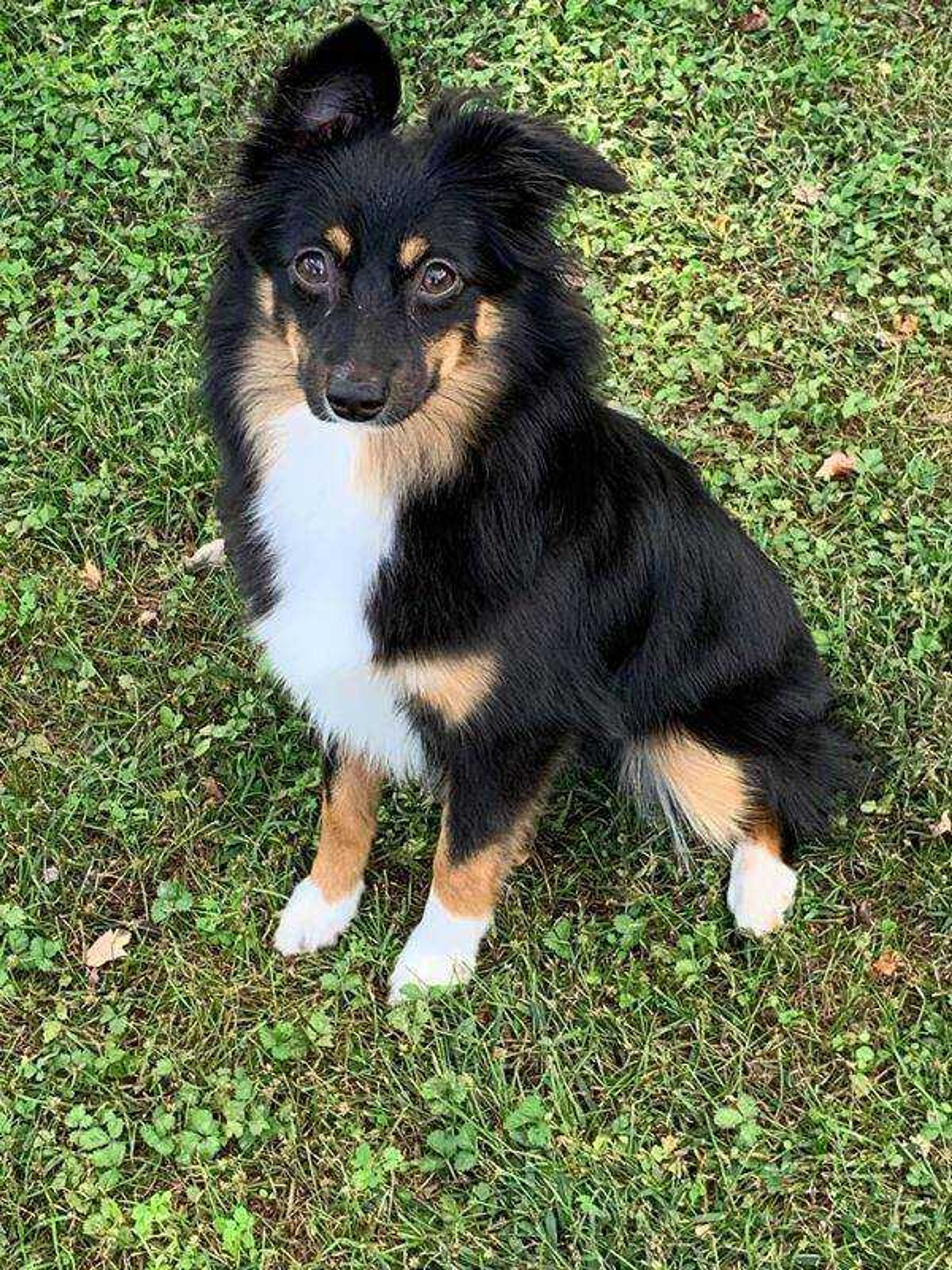 Princess Annie Mae&nbsp; -&nbsp; Miniature Australian Shepard