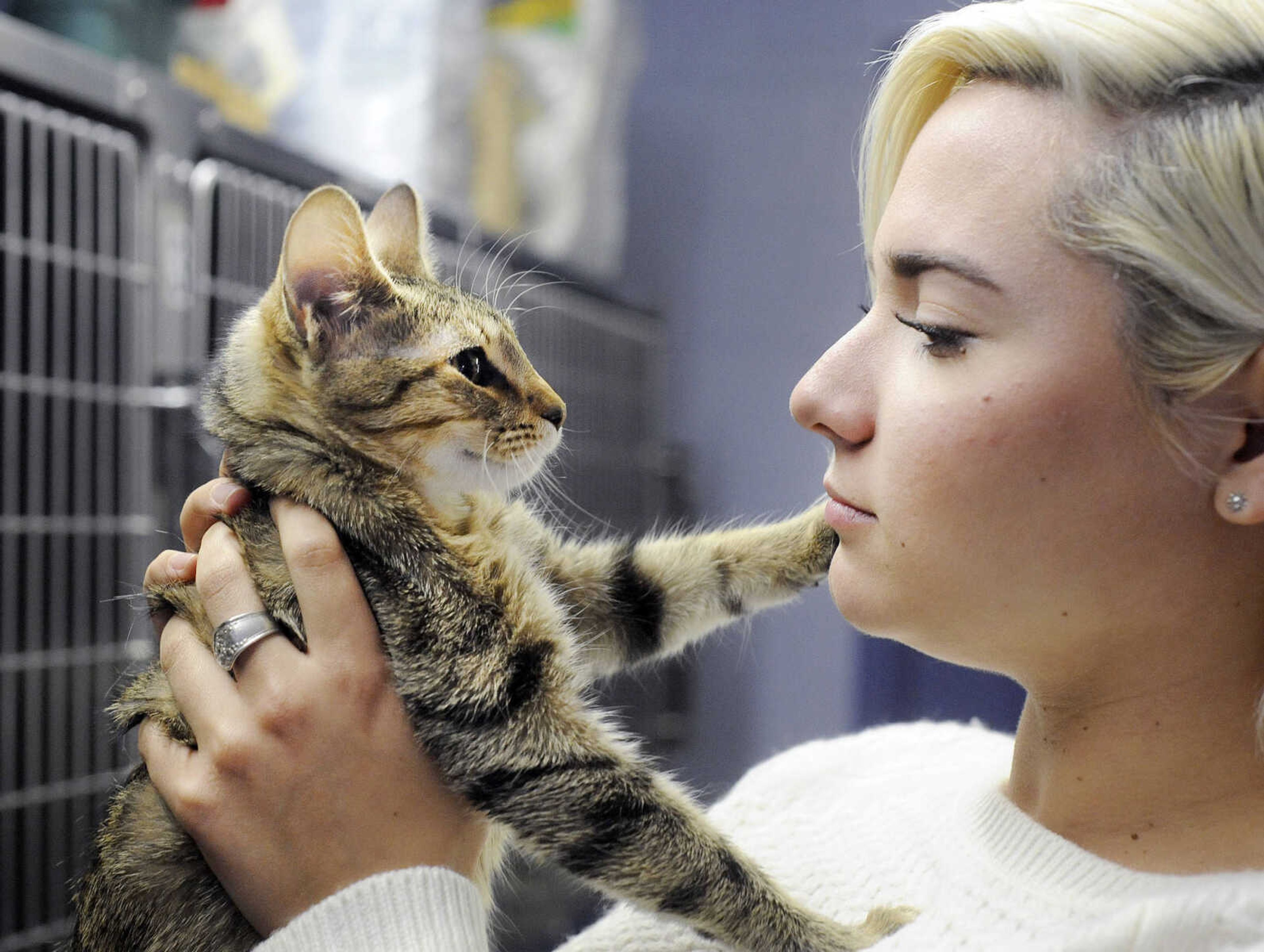 Samantha Rupp visits with Toker, a nine-month-old female kitten available for adoption at the Humane Society of Southeast Missouri, Thursday, Feb. 18, 2016. The shelter has never had an empty cat room. (Laura Simon)