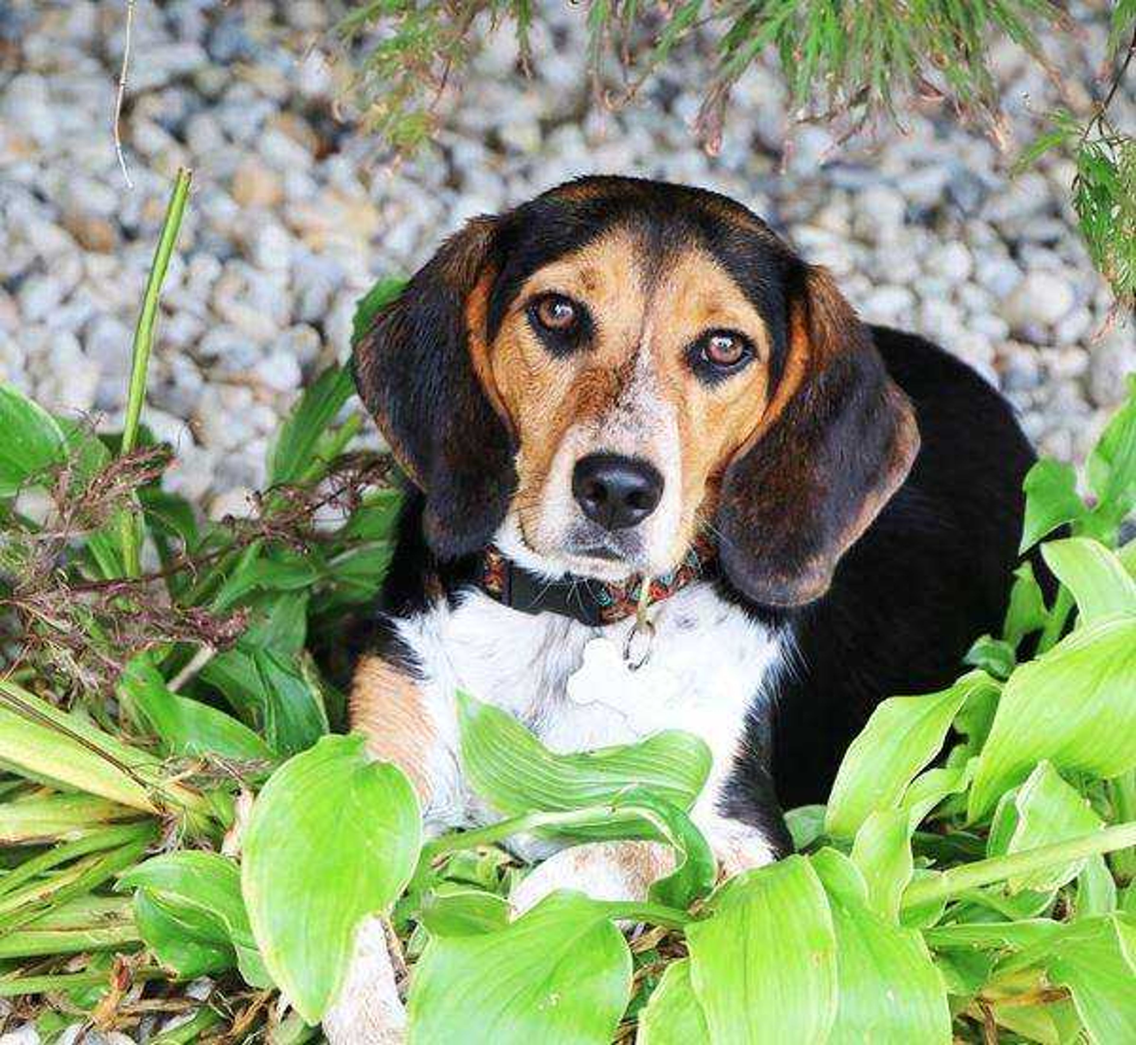 Dakota&nbsp; -&nbsp; Yes, I'm laying on your flowers again