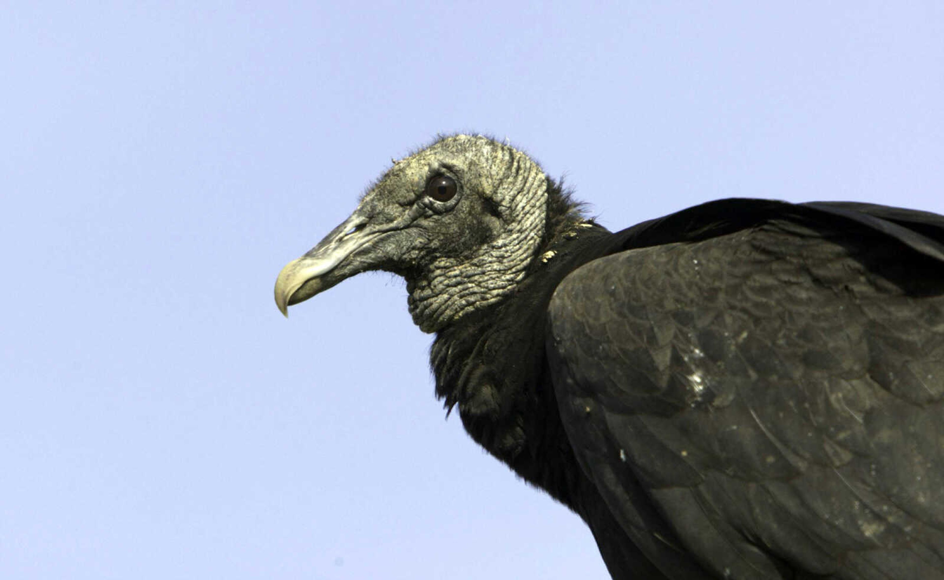 A black vulture perches on a fence post in April 2009 at Shepherd of the Hill Fish Hatchery in Branson, Missouri. Black vultures have extended their range from South America and the southeastern U.S. into Midwestern states such as Missouri, Illinois, Indiana and Ohio.