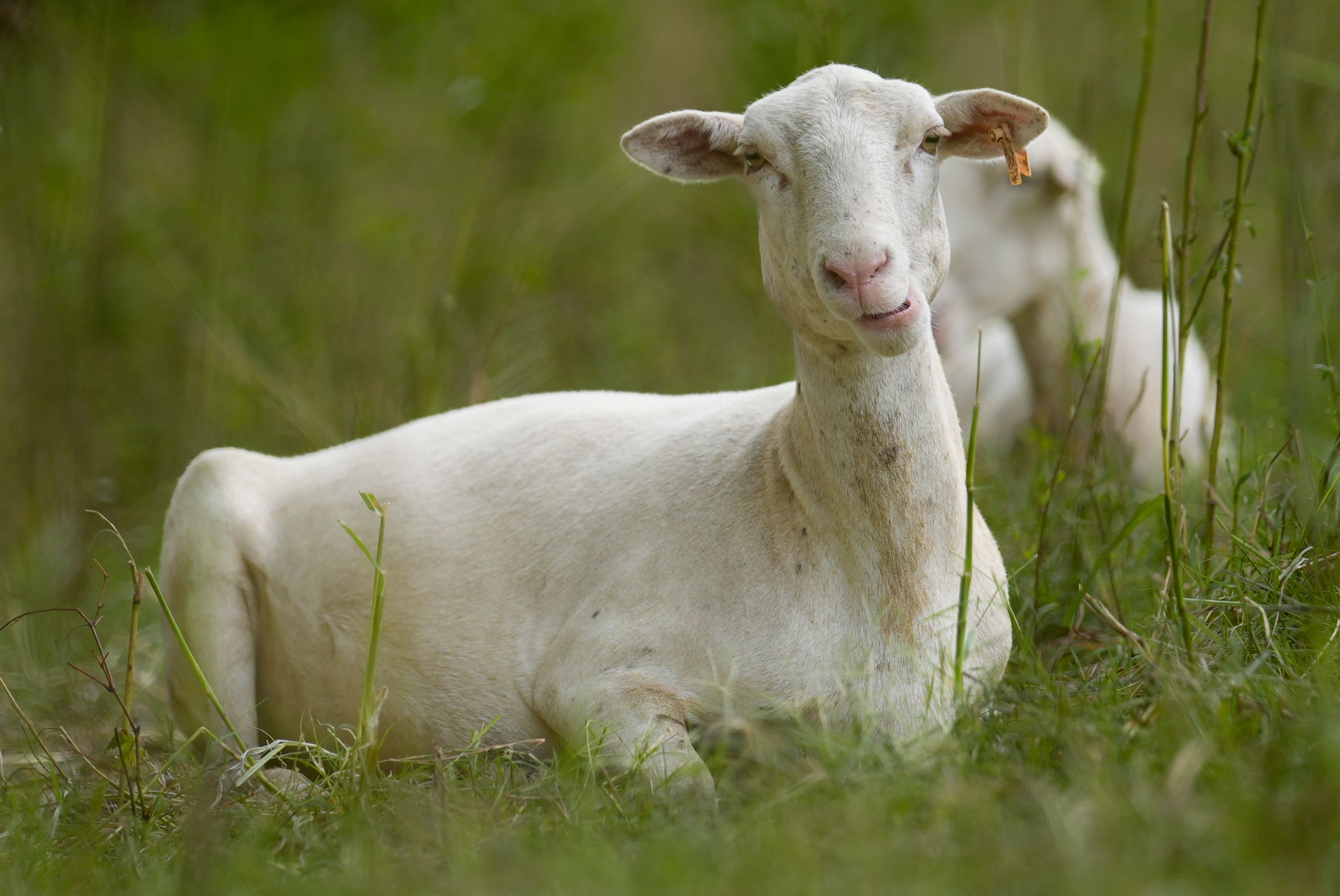 A sheep from a flock called the Chew Crew is seen on the Cumberland River bank Tuesday, July 9, 2024, in Nashville, Tenn. The sheep are used to clear out overgrown weeds and invasive plants in the city's parks, greenways and cemeteries. (AP Photo/George Walker IV)