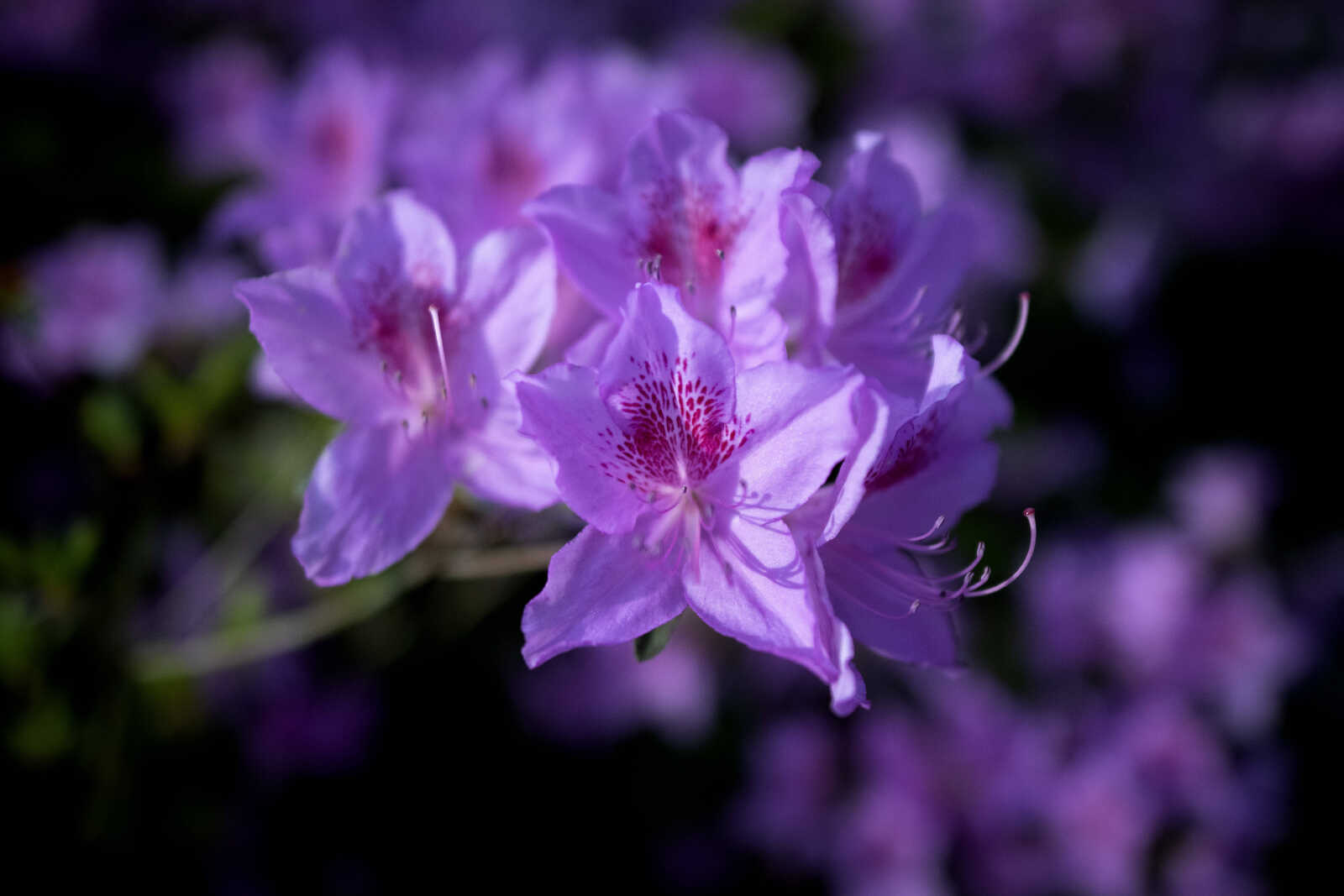 Pinecrest Azalea Gardens in bloom