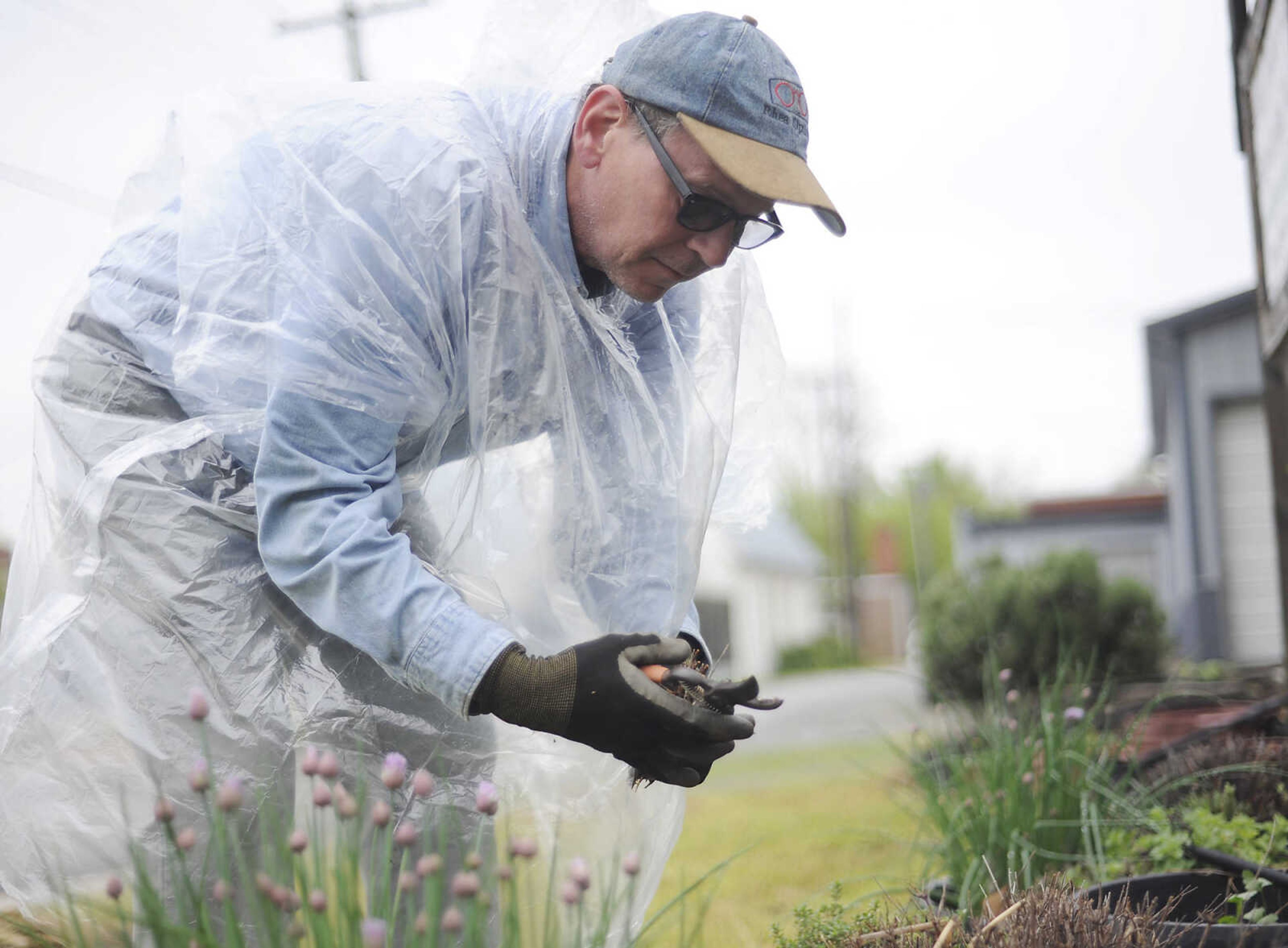 Bill Dunn trims some herbs in the Scholarship Garden he founded 10 ago in Cape Girardeau. (Adam Vogler)