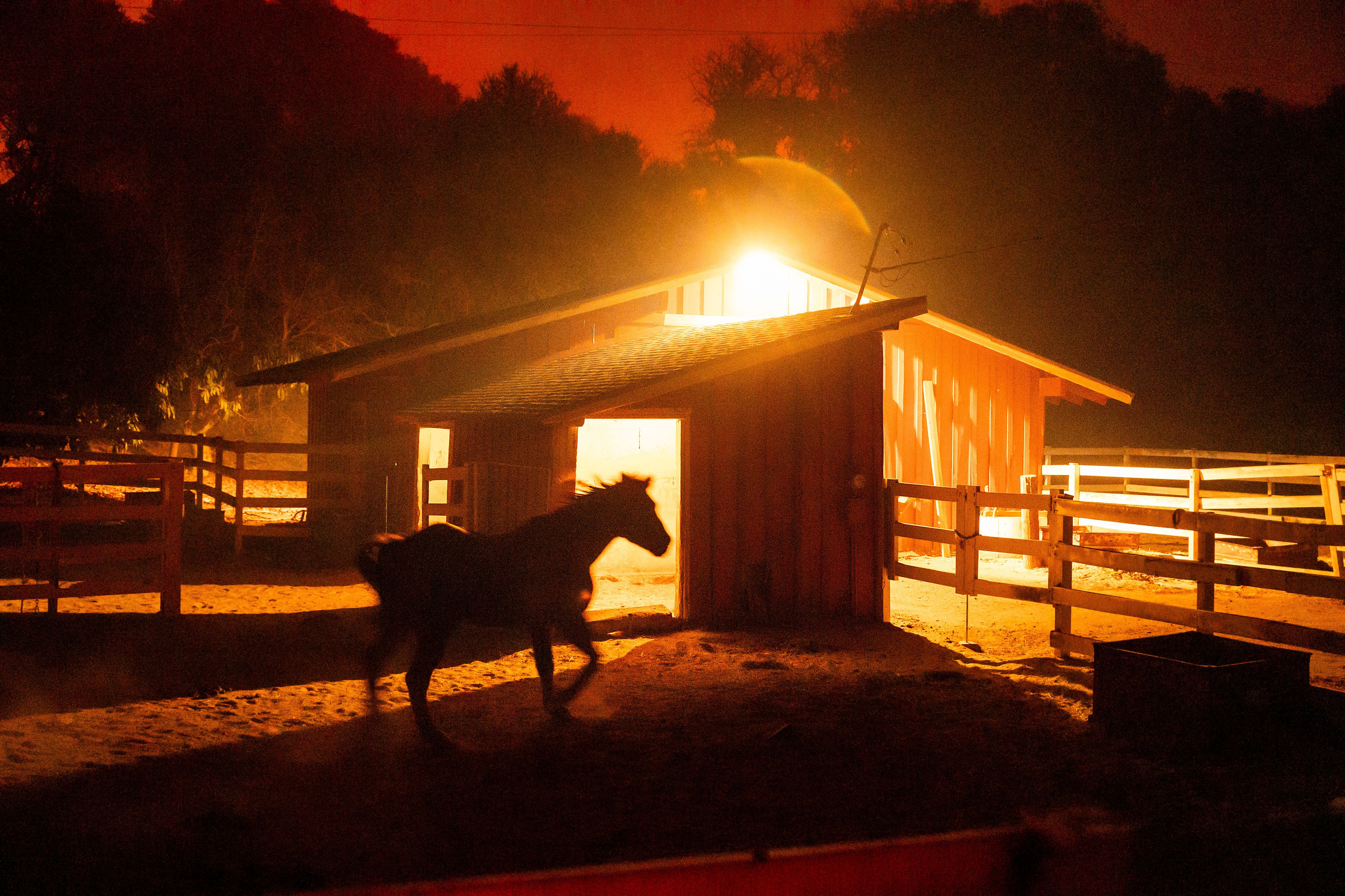 A horse stands in an enclosure as the Mountain Fire burns behind on Wednesday, Nov. 6, 2024, in Santa Paula, Calif. (AP Photo/Noah Berger)