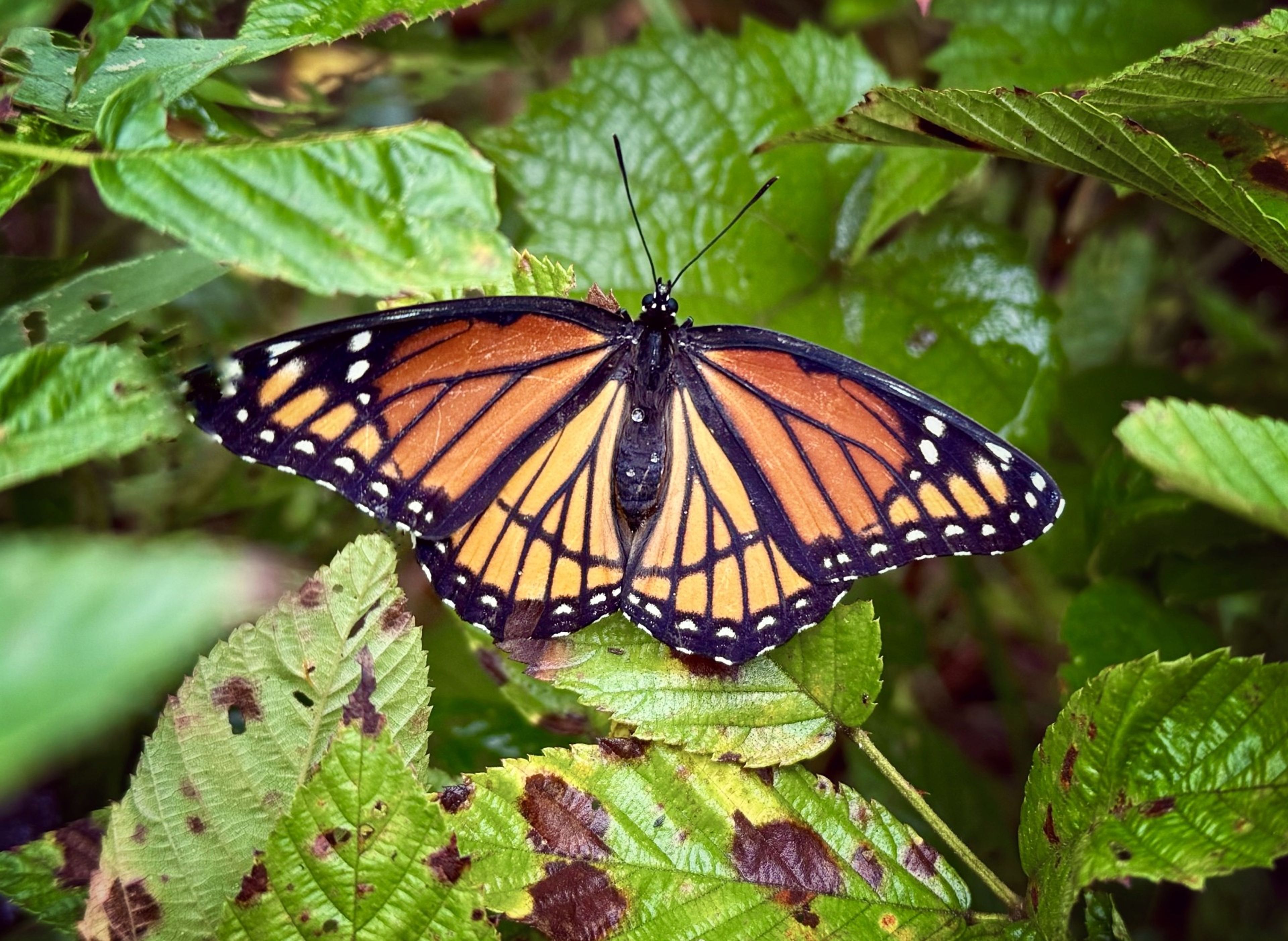 Is this a monarch butterfly?