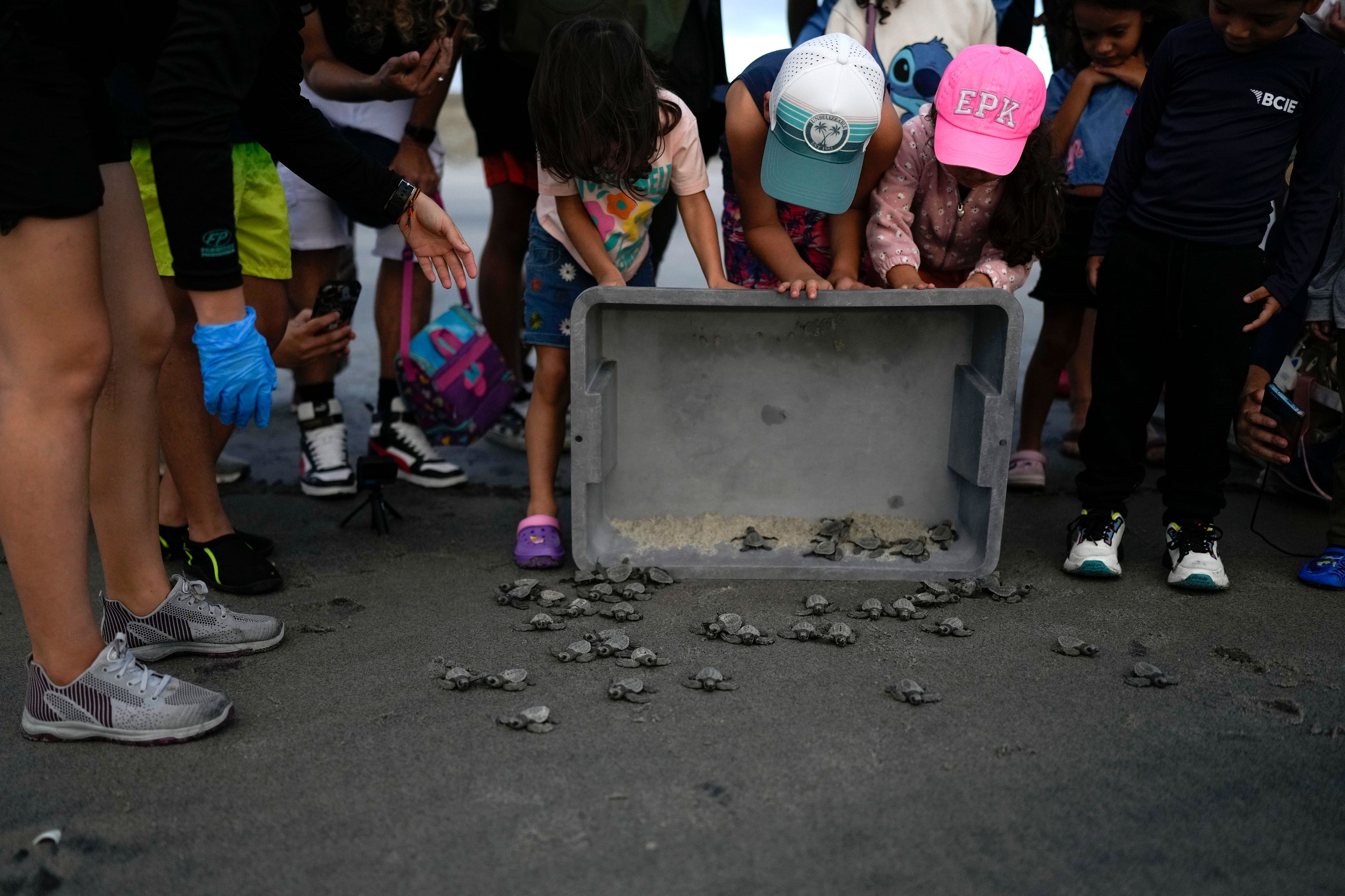 Children watch as baby sea turtles are released into the ocean from Punta Chame beach, Panama, Nov. 16, 2024. (AP Photo/Matias Delacroix)