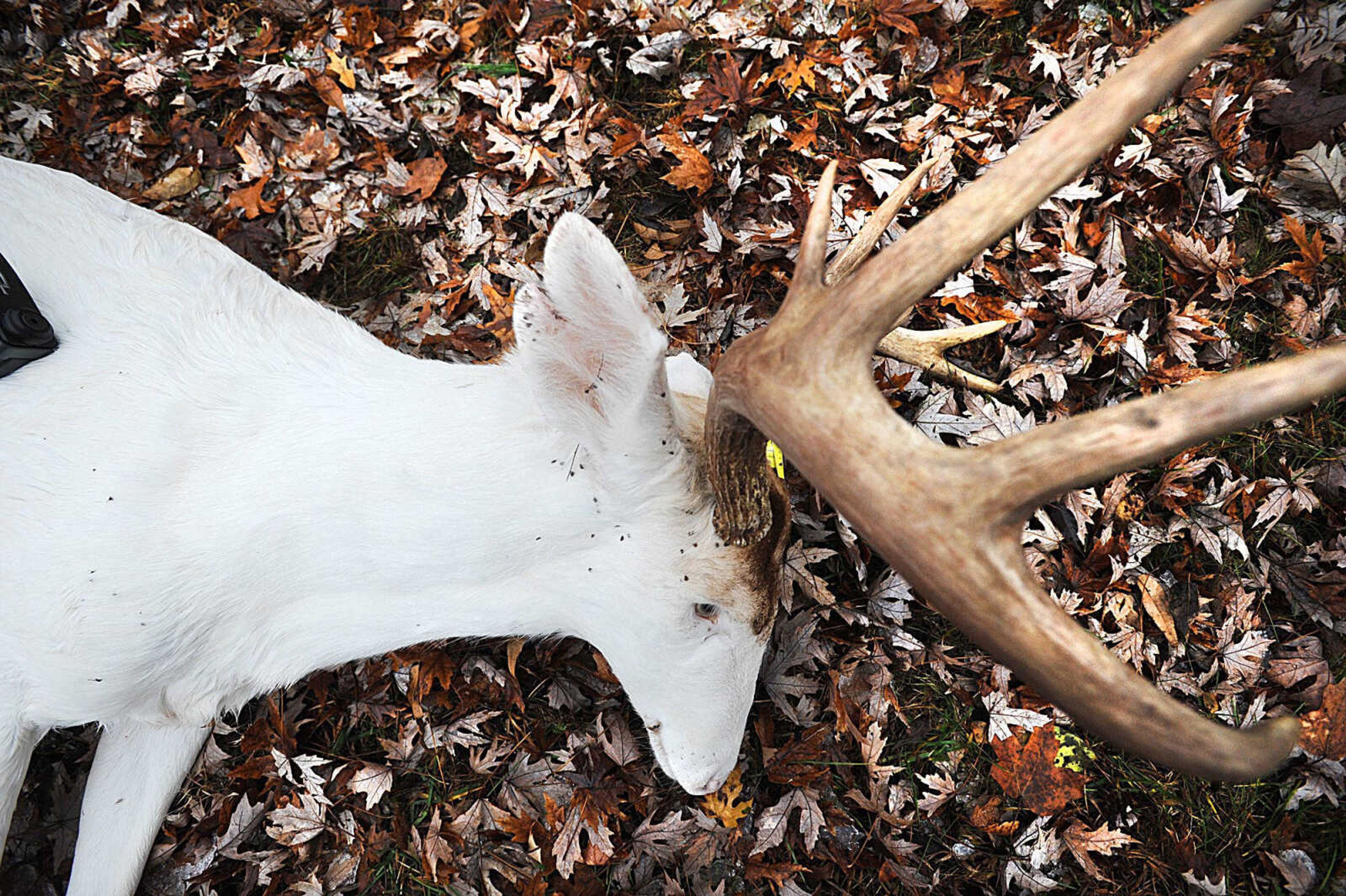 An albino buck is harvested Tuesday in Cape Girardeau County. (Laura Simon)