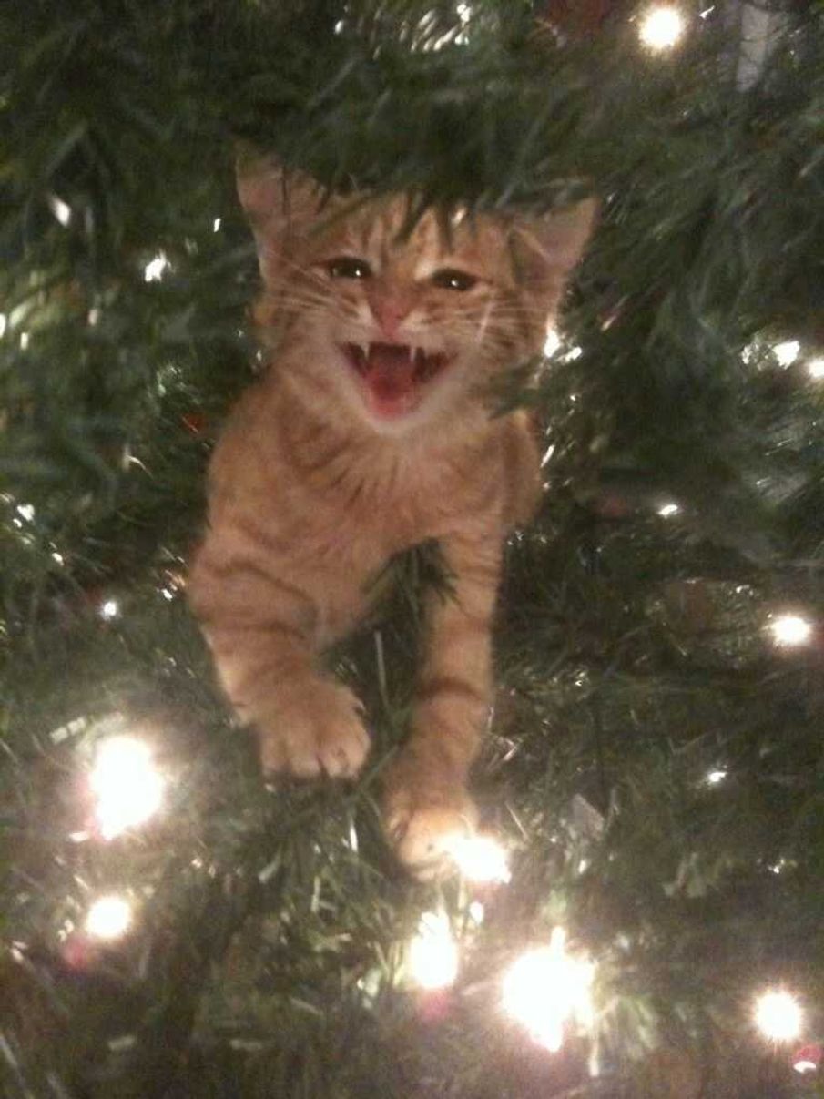 Happy That It Is Christmas!