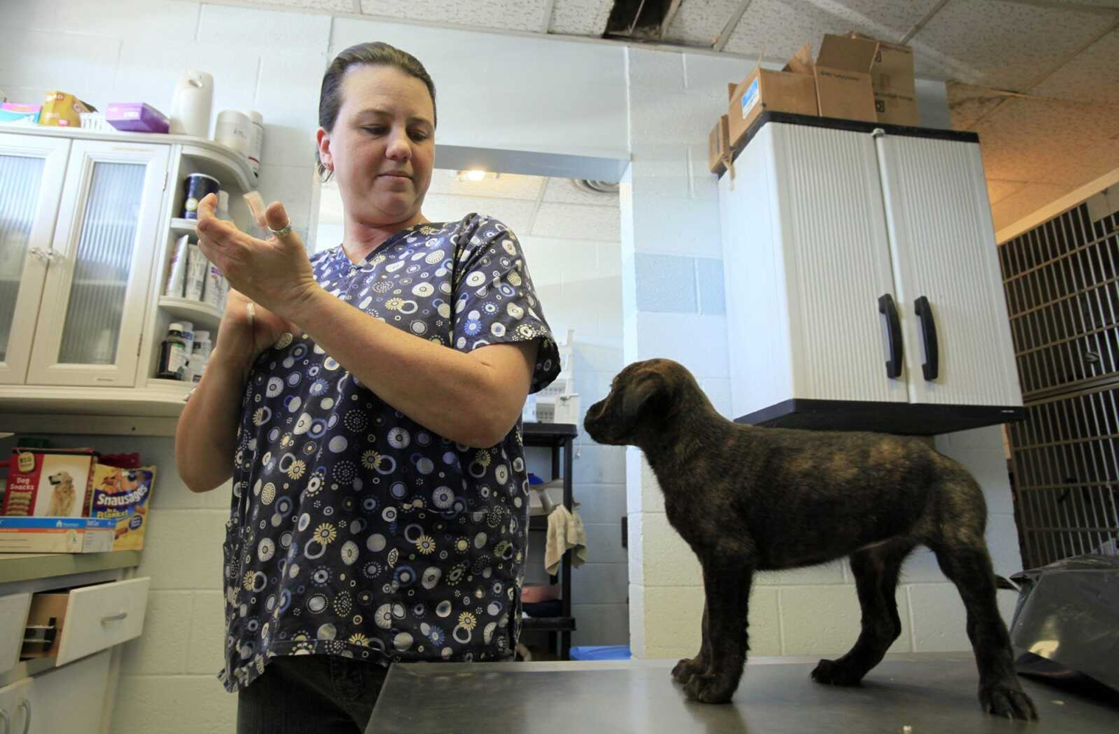 Assistant shelter manager Kriston Gurganious prepares to vaccinate a puppy at the Lenoir County Animal Shelter in Kinston, N.C. (Gerry Broome ~ Associated Press)