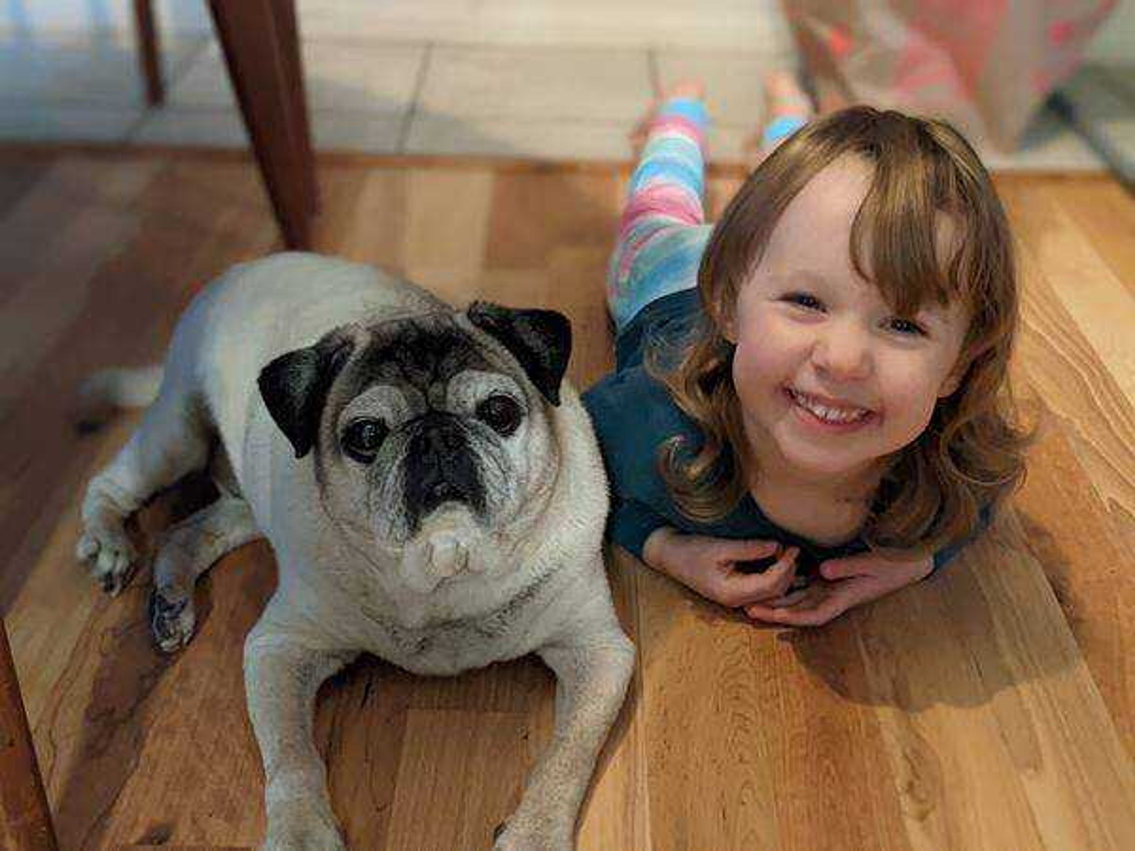 Pugs Rule - Love my girl!