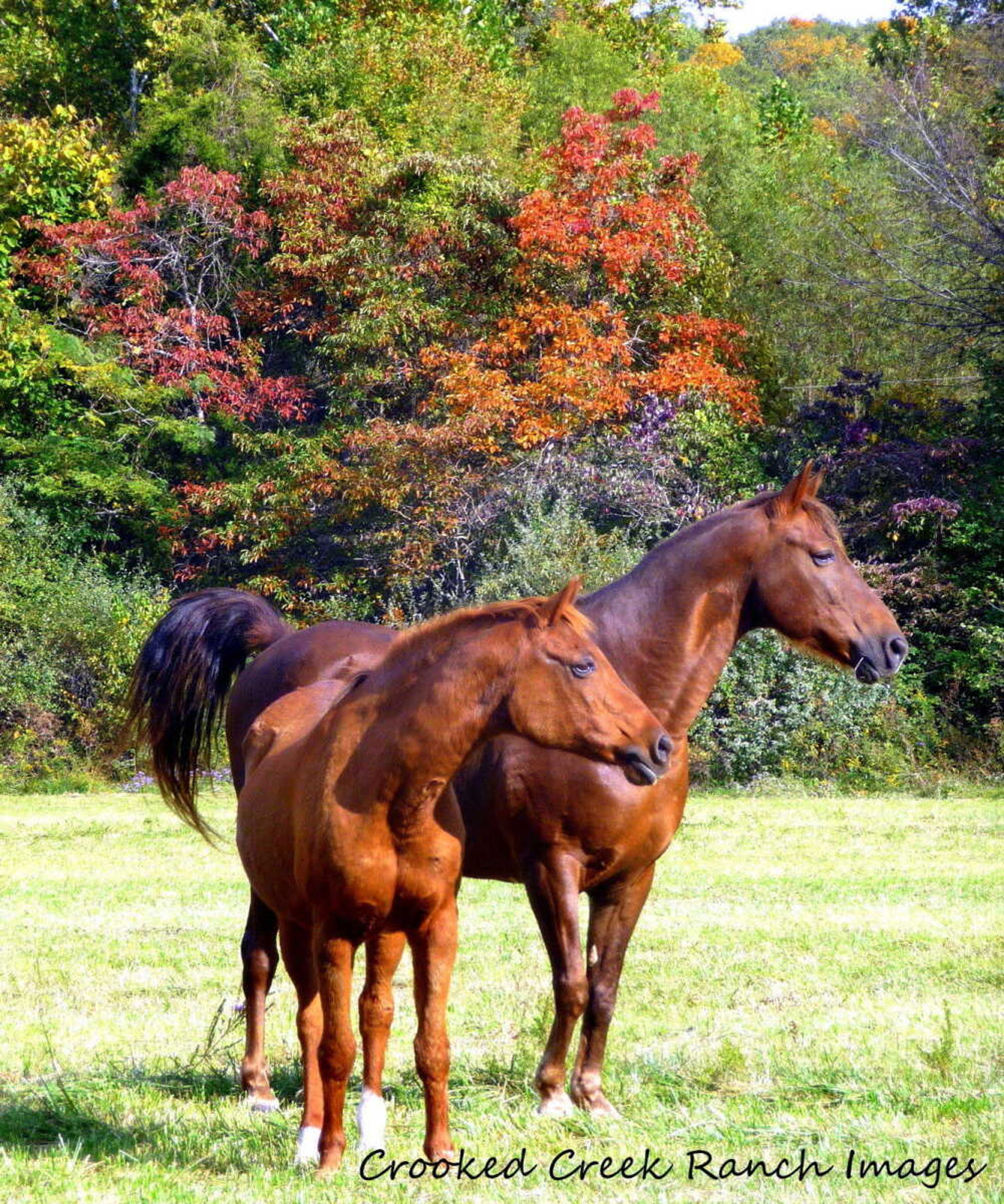 Horses in Zalma Countryside