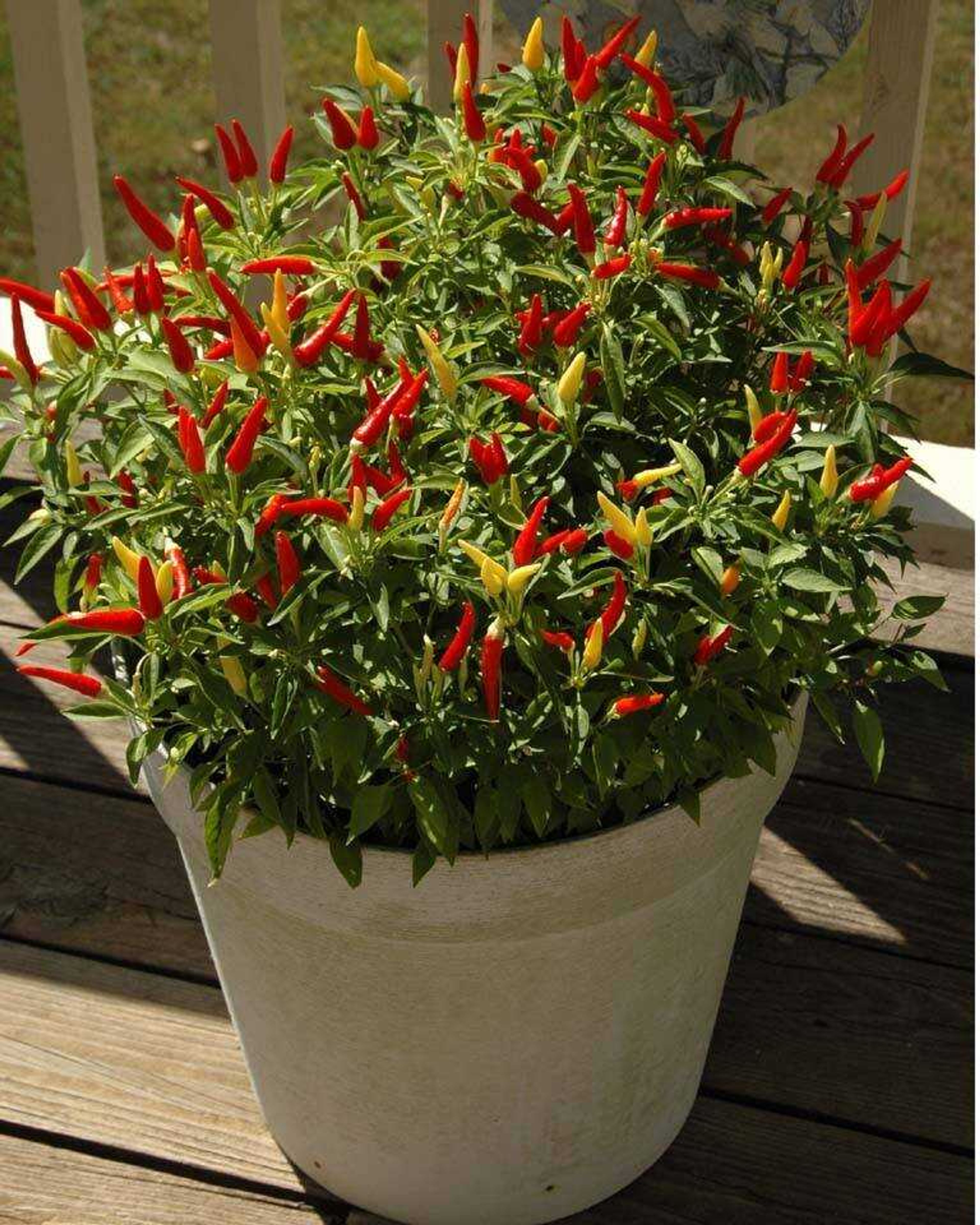 Ornamental Peppers