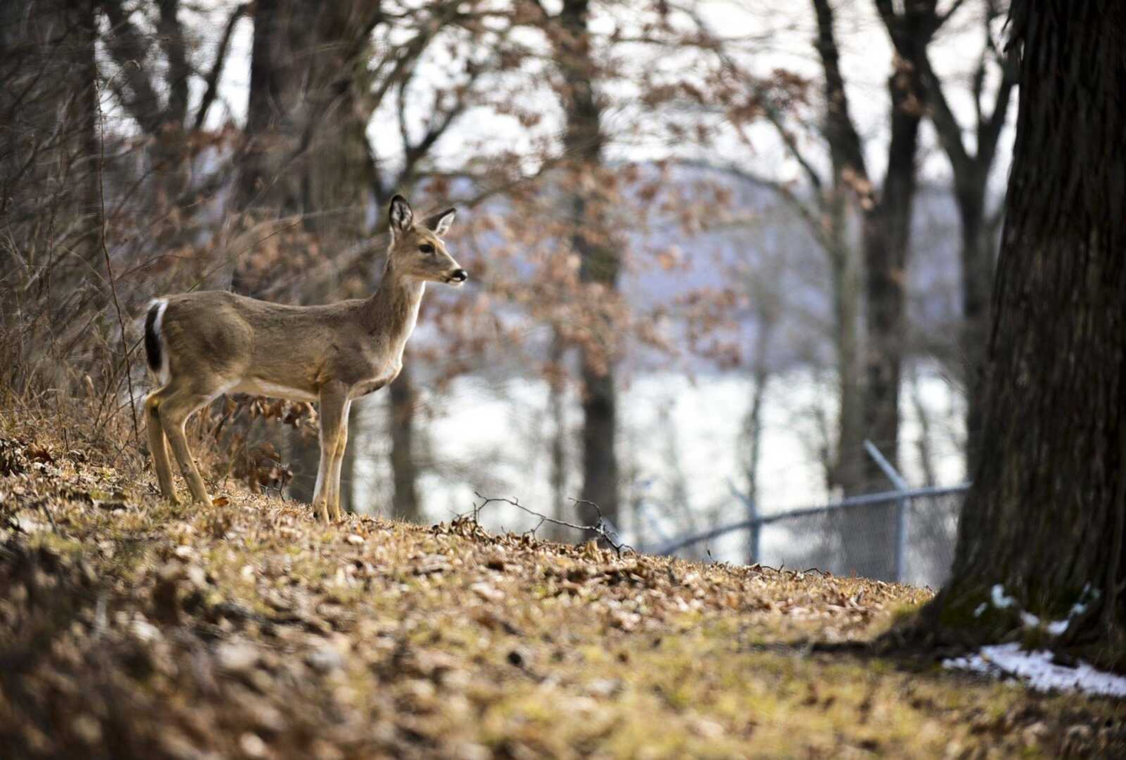 A deer emerges from a patch of woods Feb. 5 near the Cape Rock Water Treatment Plant in Cape Girardeau.