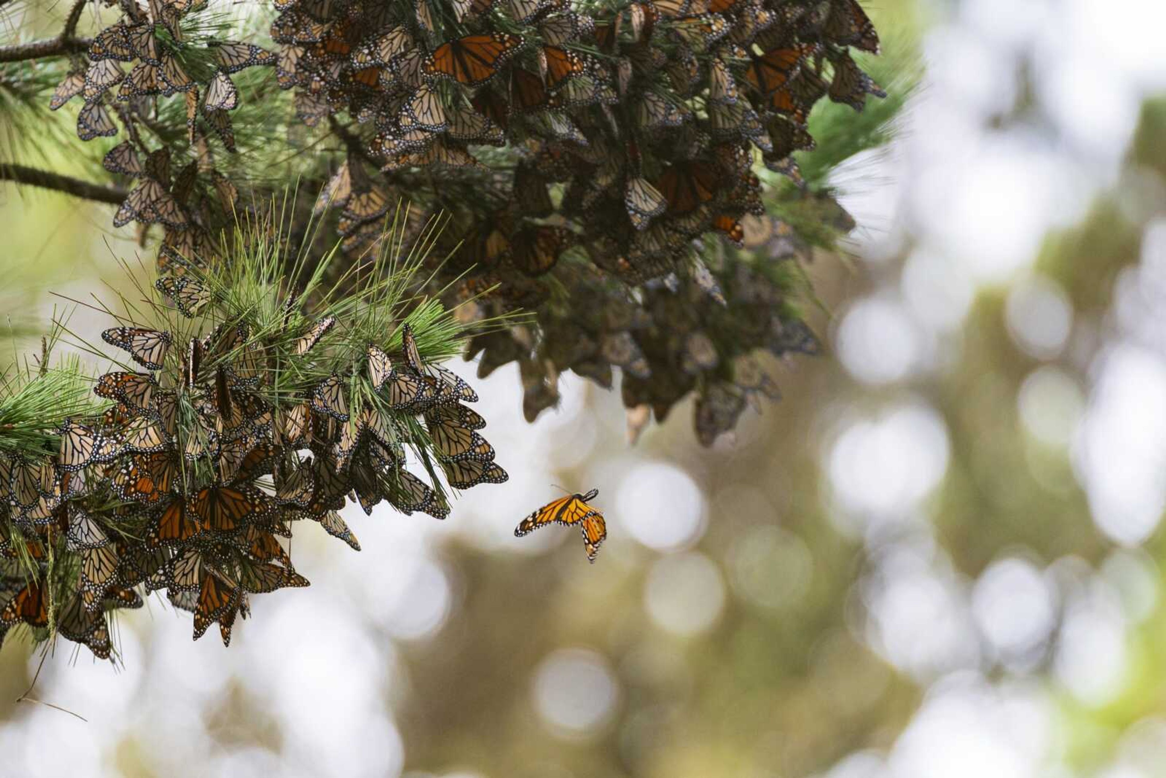 A butterfly flies near a cluster of butterflies gathered on a pine tree at Monarch Grove Sanctuary on Nov. 10 in Pacific Grove, California.