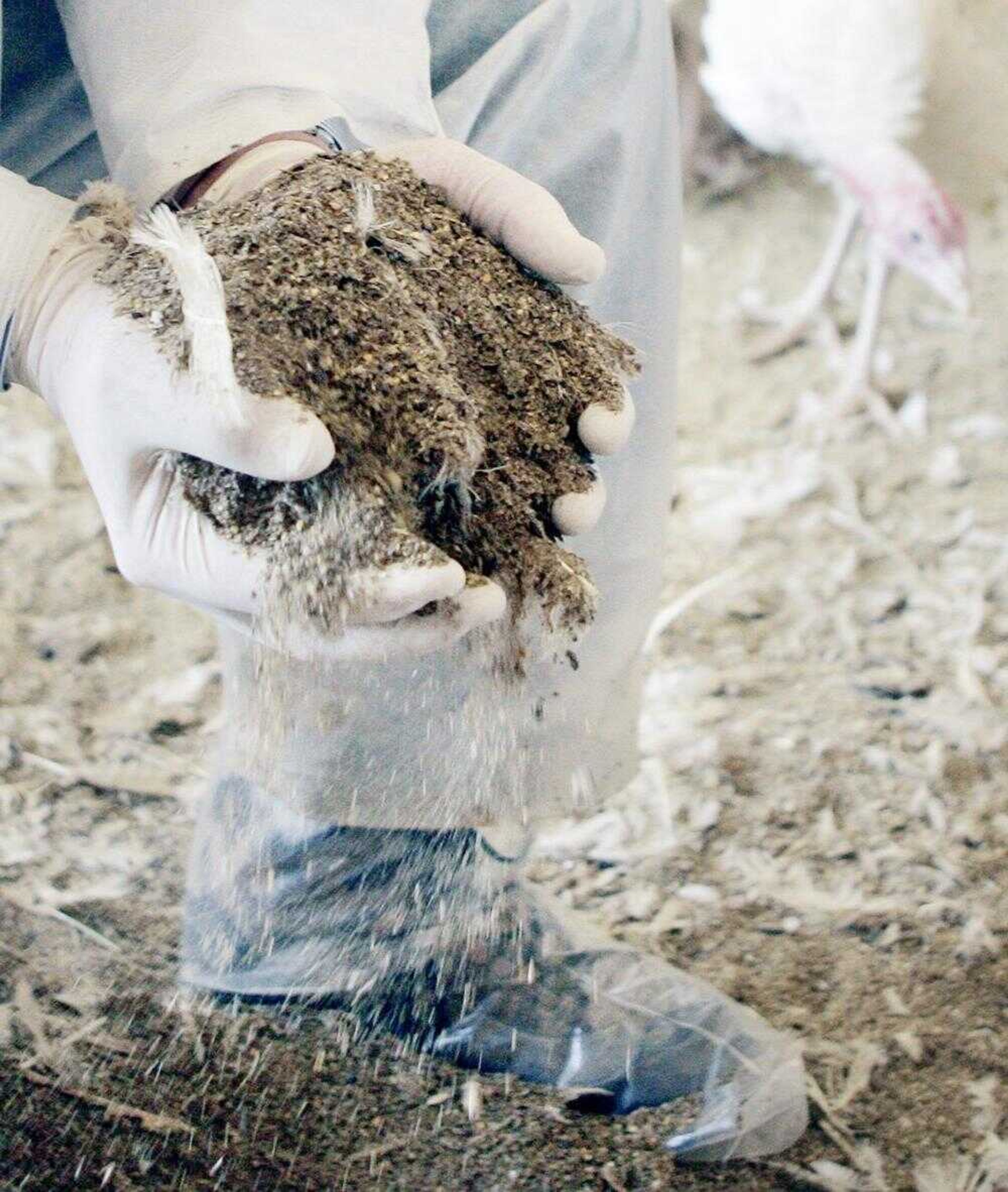 Greg Langmo held a new source of alternative energy, a mix of turkey droppings and other bits and pieces, as they flowed through his fingers May 2 on his turkey farm near Litchfield, Minn. A new $200 million power plant in Benson, Minn., will be the first poultry litter-fired power plant in the United States when it begins full-scale operations next month. (Jim Mone ~ Associated Press)