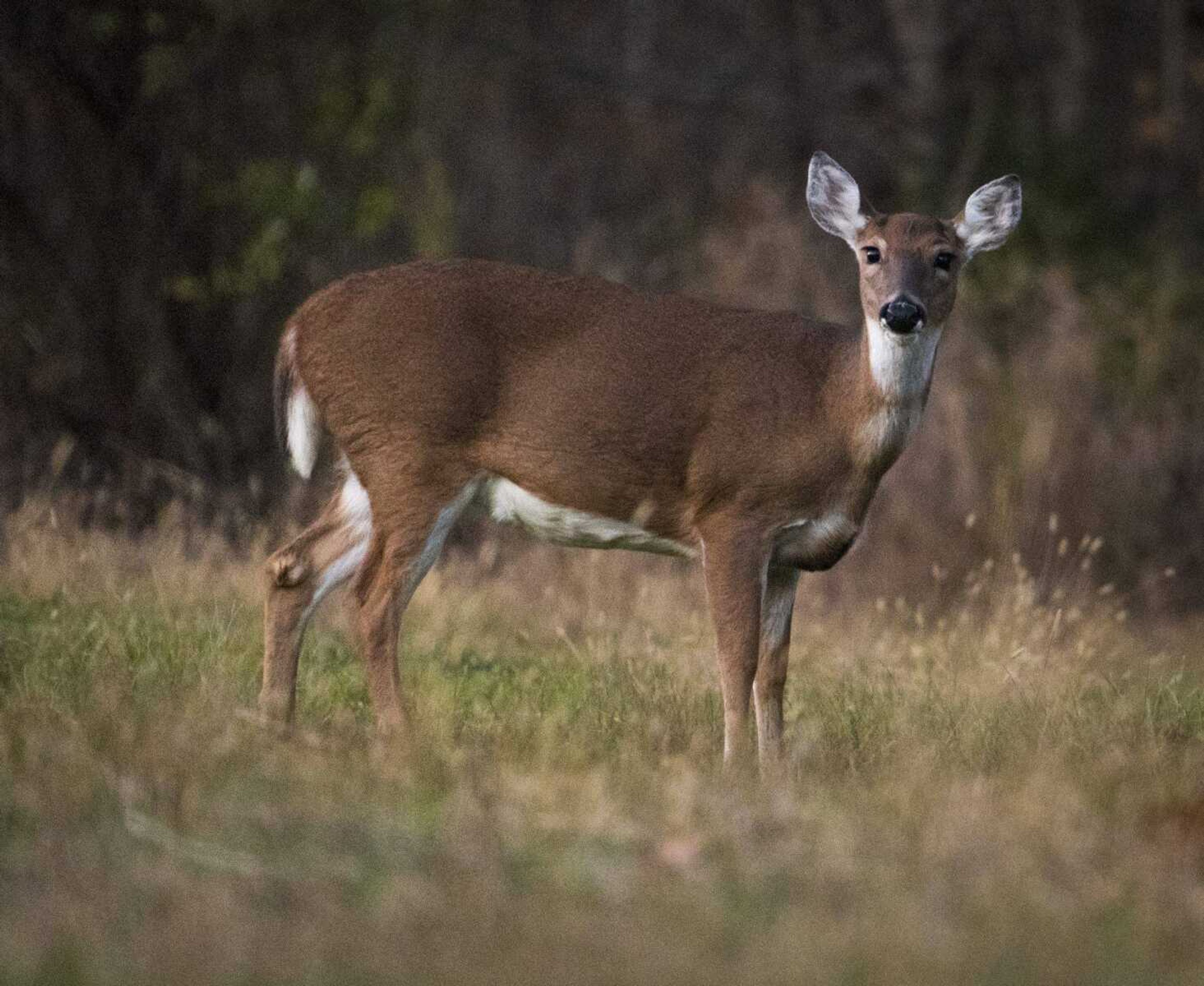 A white-tail deer grazes in a field Nov. 20 near Old Hopper Road in Cape Girardeau.