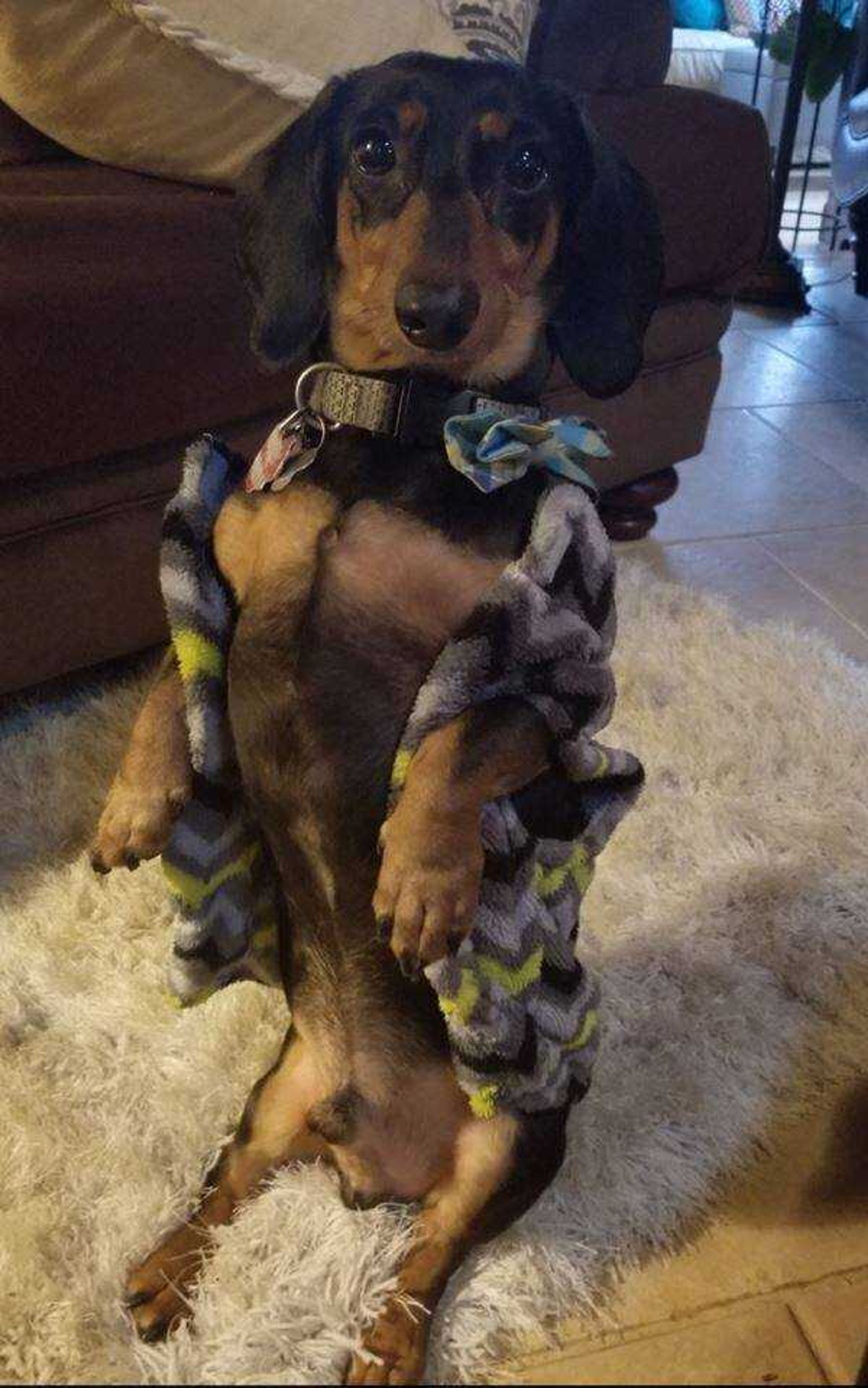 Mr Handsome aka Buddy -&nbsp;Buddy showing off his coat!&nbsp; Buddy is a rescue and the keeper of his Momma's heart.