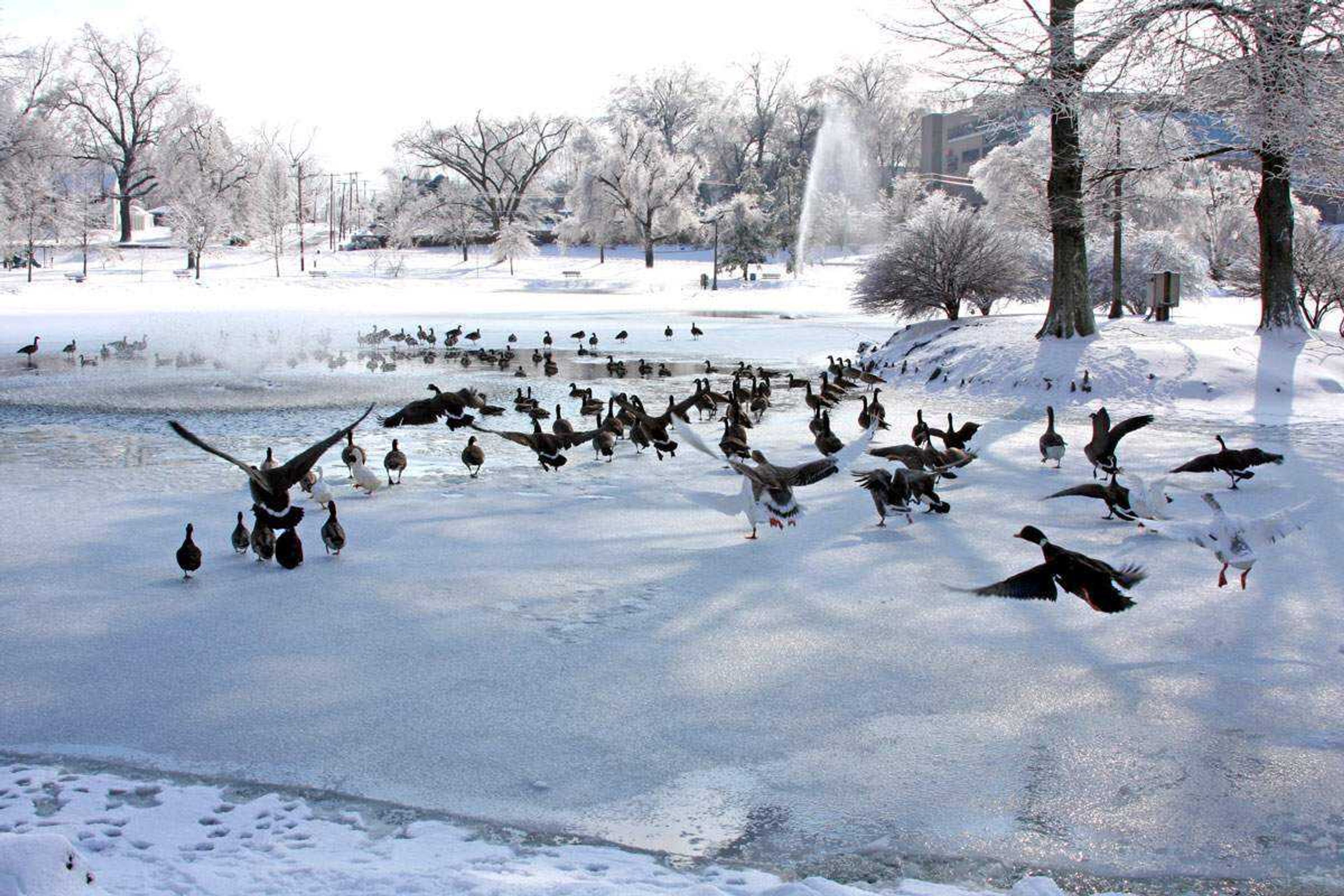 Submitted by Cheryl Brennecke 
Taken January 28, 2009 at Capaha Park.