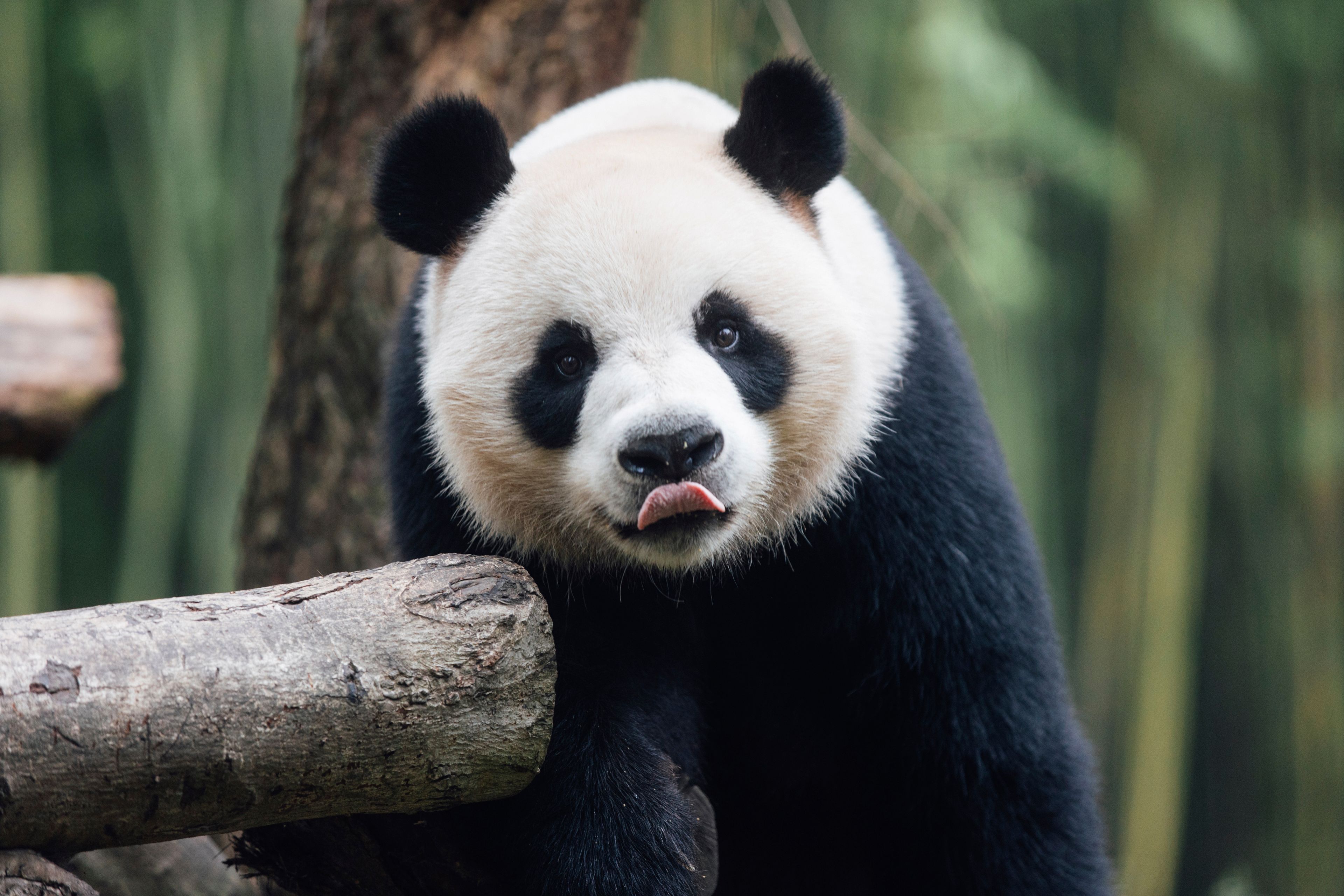 In this photo released by Ocean Park Hong Kong, Giant Panda An An is seen at the Dujiangyan Base of the China Conservation and Research Centre for the Giant Panda in southwestern China's Sichuan province, in September 2024. (Ocean Park Hong Kong via AP)