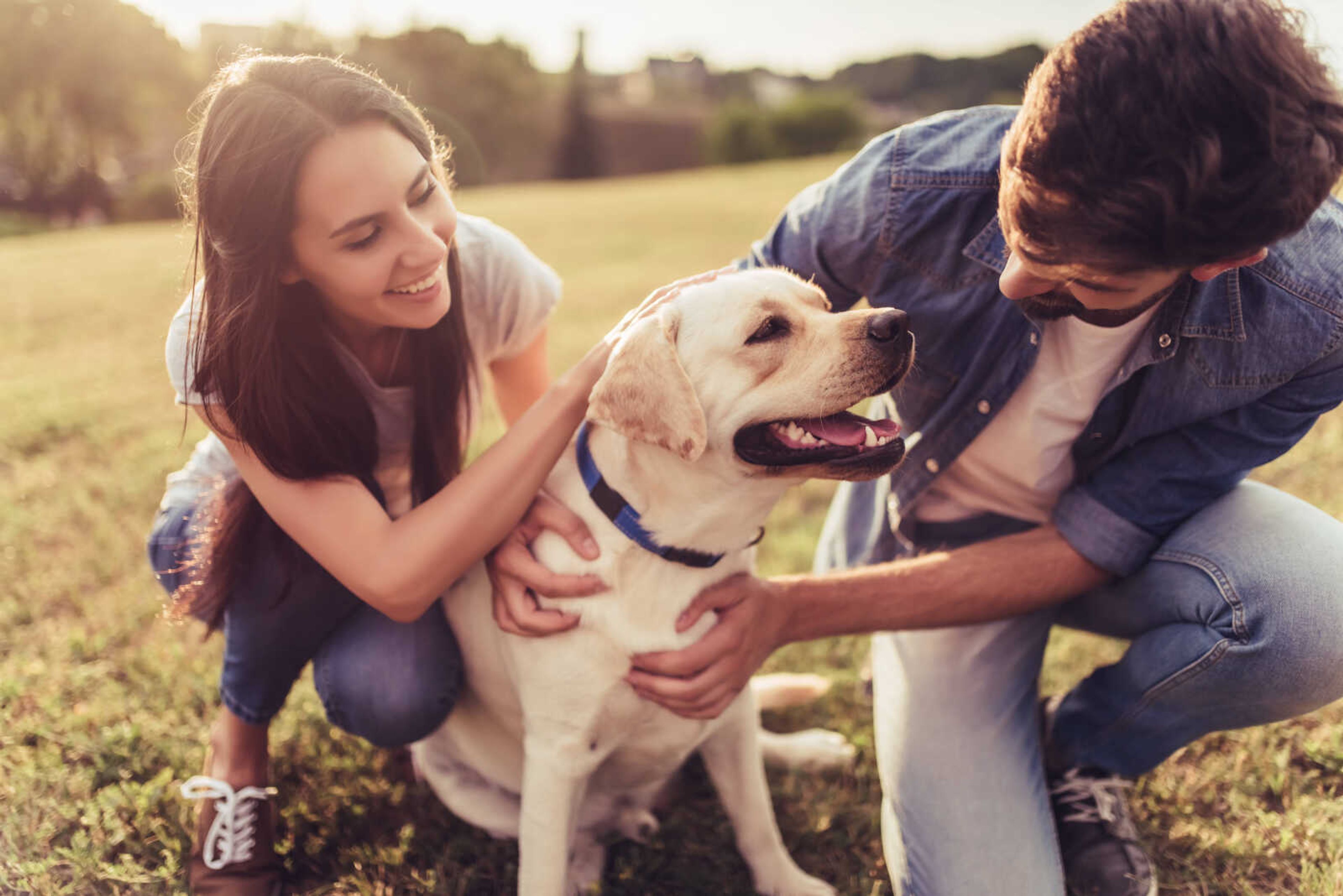 How to Safely Remove a Tick From Your Pet’s Body