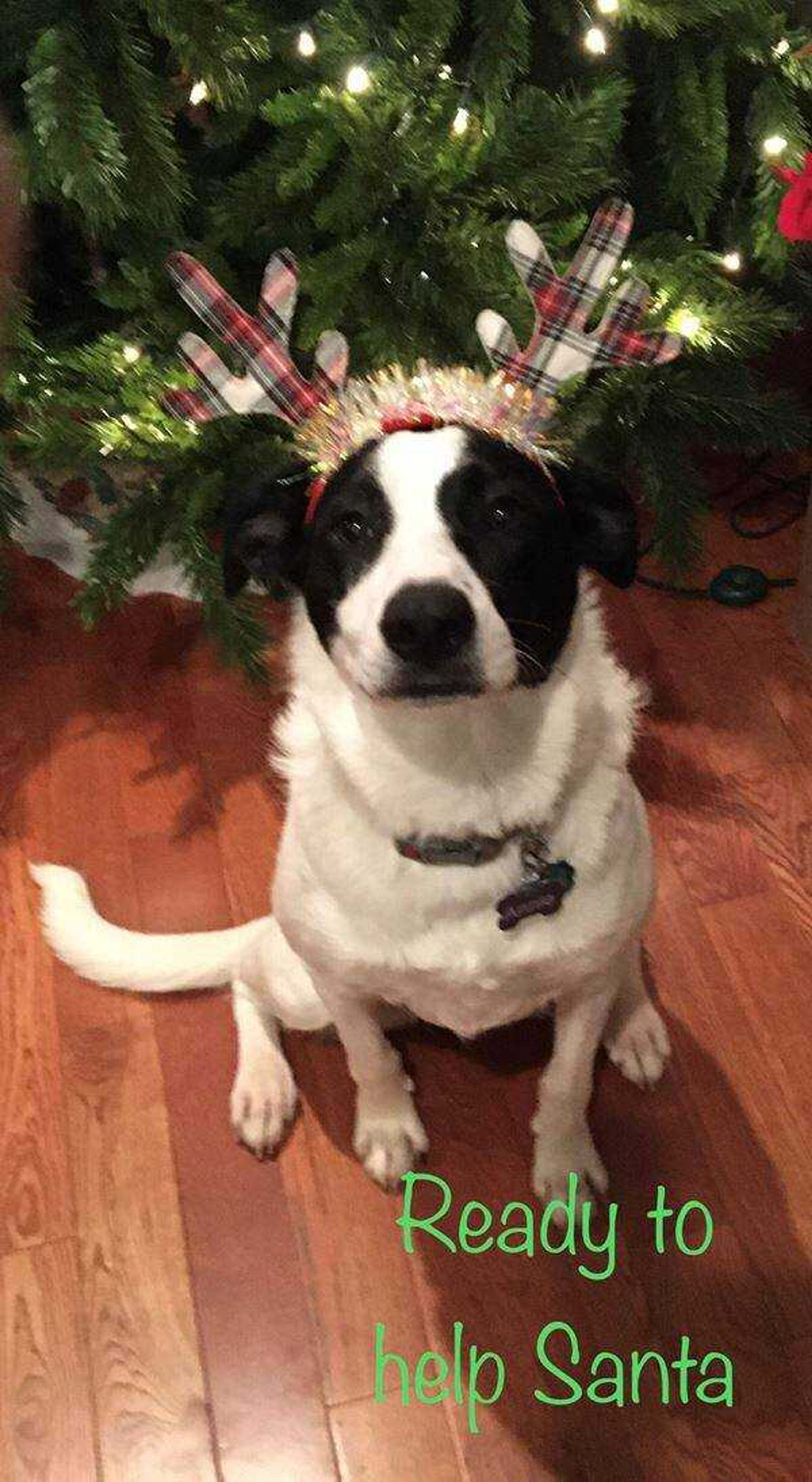 Annie&nbsp; -&nbsp; She was ready to help Santa. She's such a sweet girl.