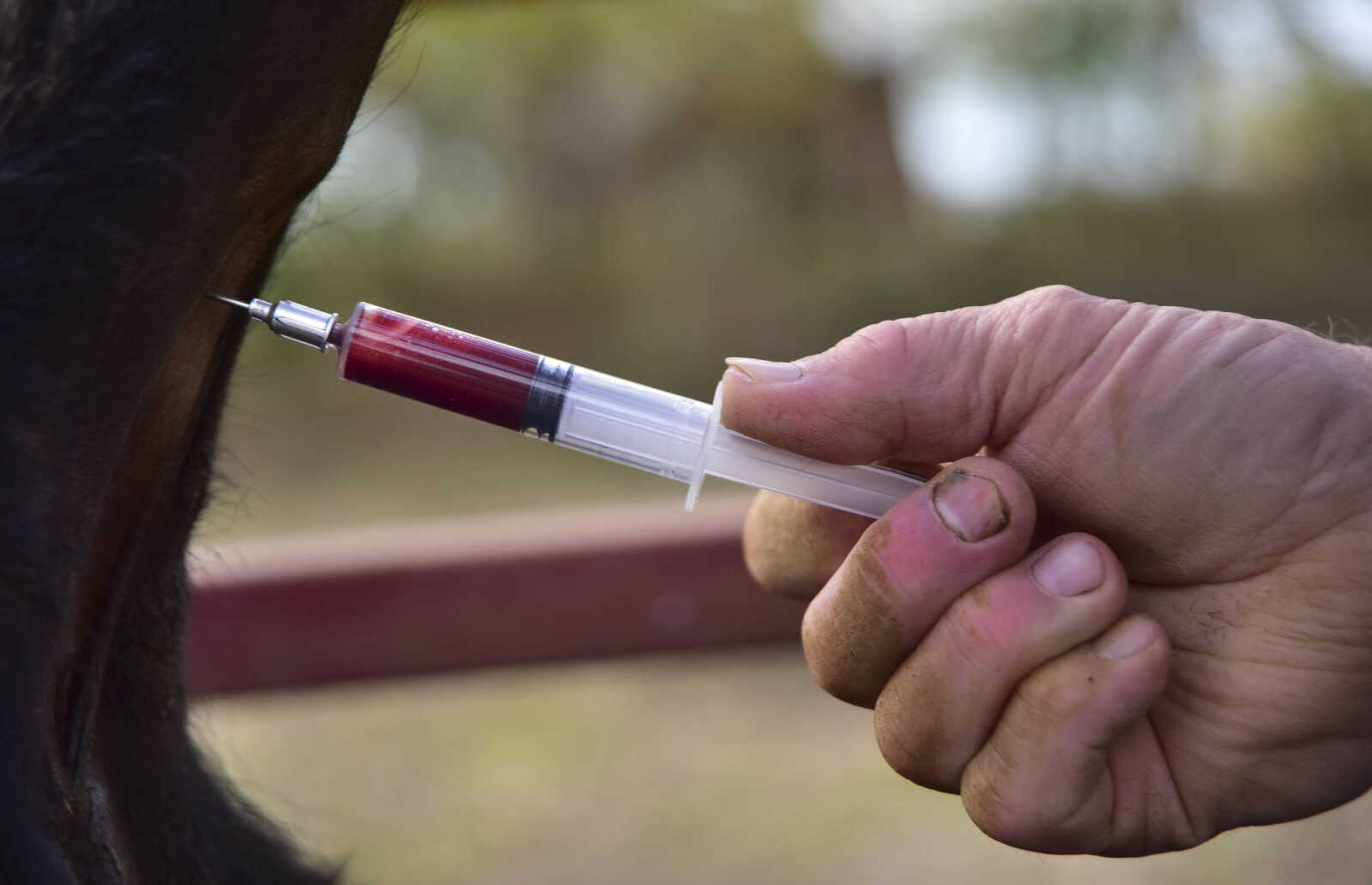 ANDREW J. WHITAKER ~ awhitaker@semissourian.com
Dr. Walter Branscum DVM, 68, takes a blood sample to test for Brucellosis a bacterial infection that can be spread from animas to humans Wednesday, Nov. 2, 2016 at Butch's Angus farm in Jackson. Dr. Branscum a Veterinary physician in Jackson cares for smaller animals along with larger animals like cattle and horses.