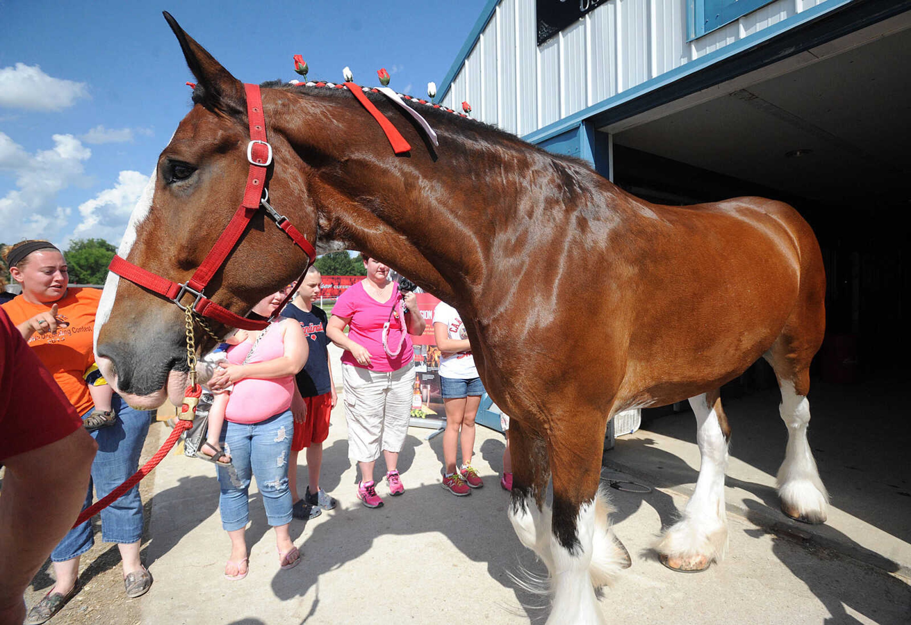 LAURA SIMON ~ lsimon@semissourian.com

The Budweiser Clydesdales make an appearance at The Hope Theraputic Horsemanship Center in Perryville, Missouri, Friday, June 20, 2014.