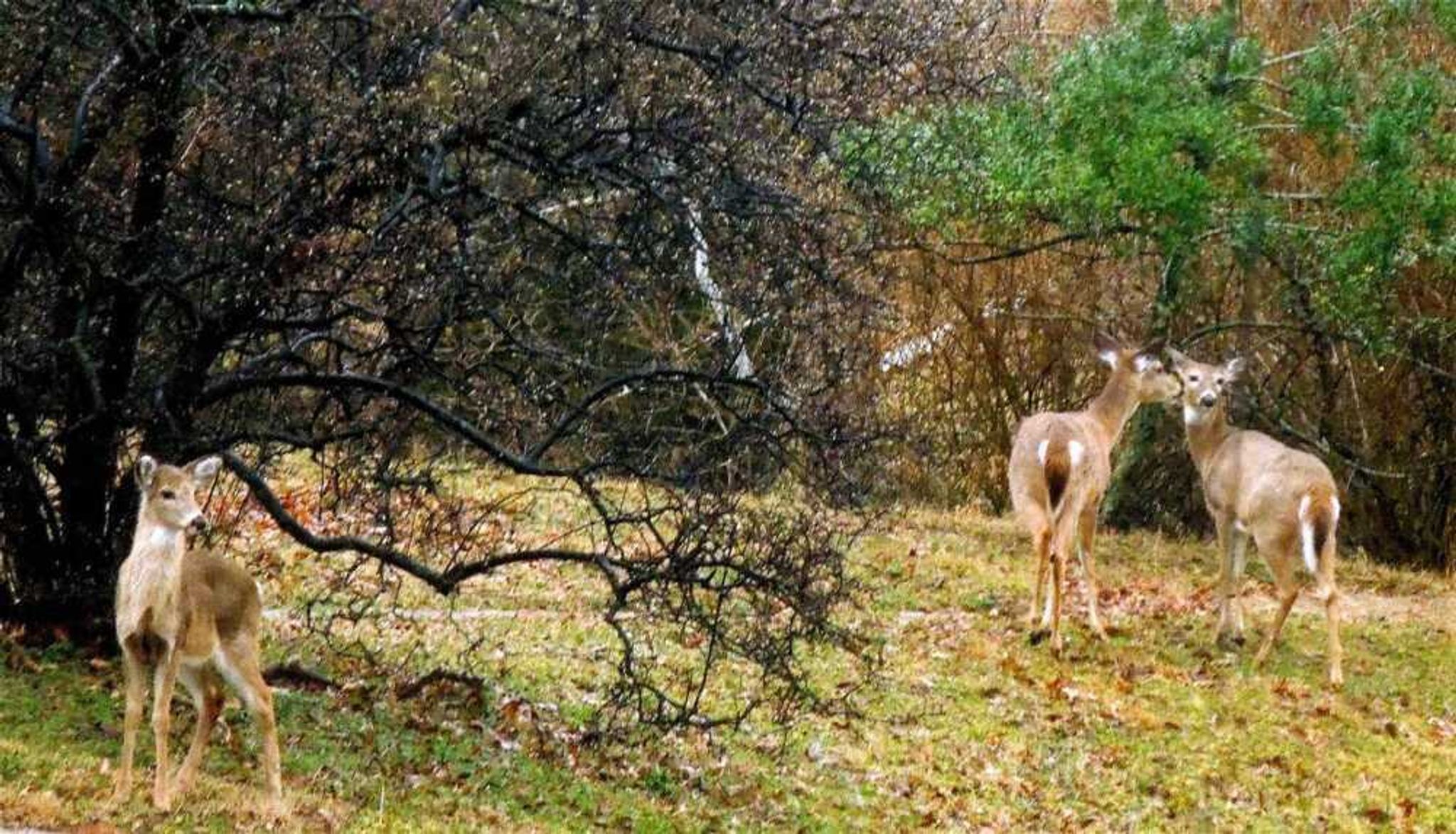 Deer spotted along Old Sprigg Street Road in Cape Girardeau.