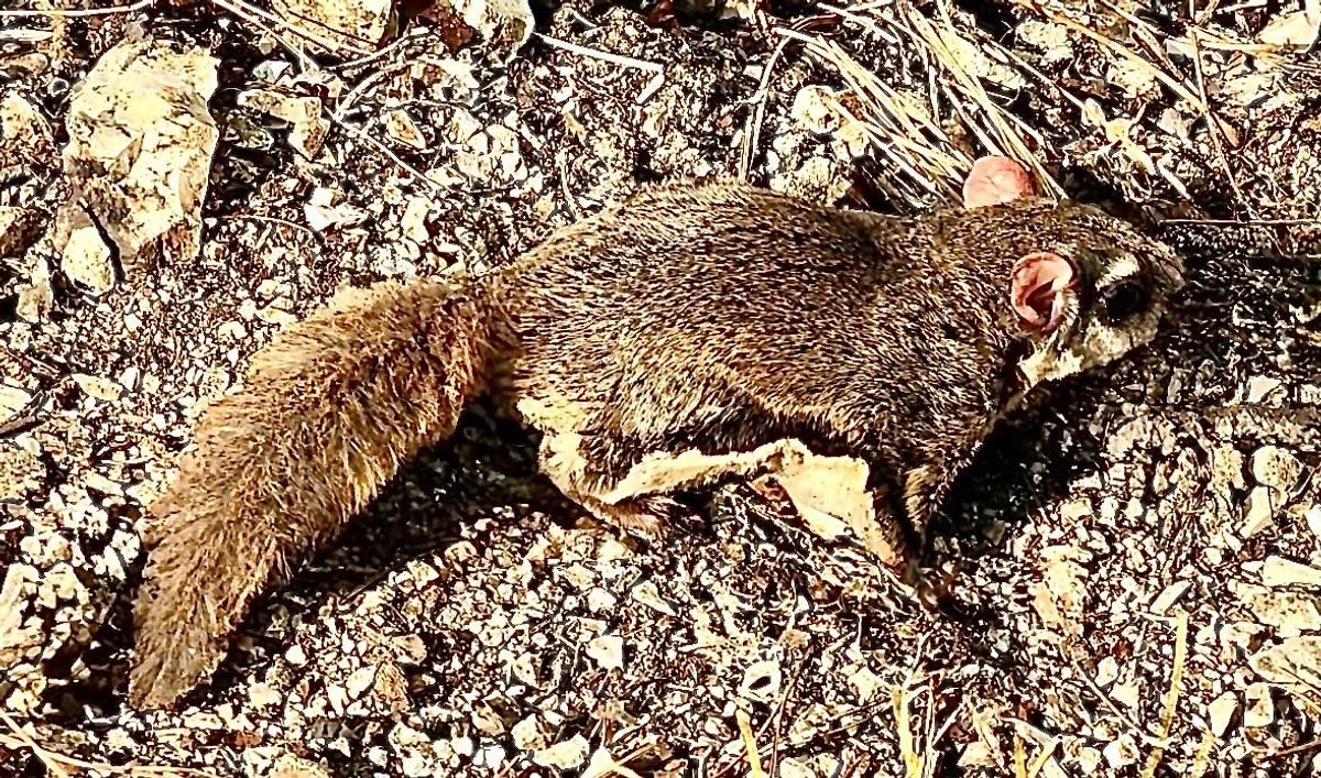 Rodent Fly Through the Woods: A flying rodent