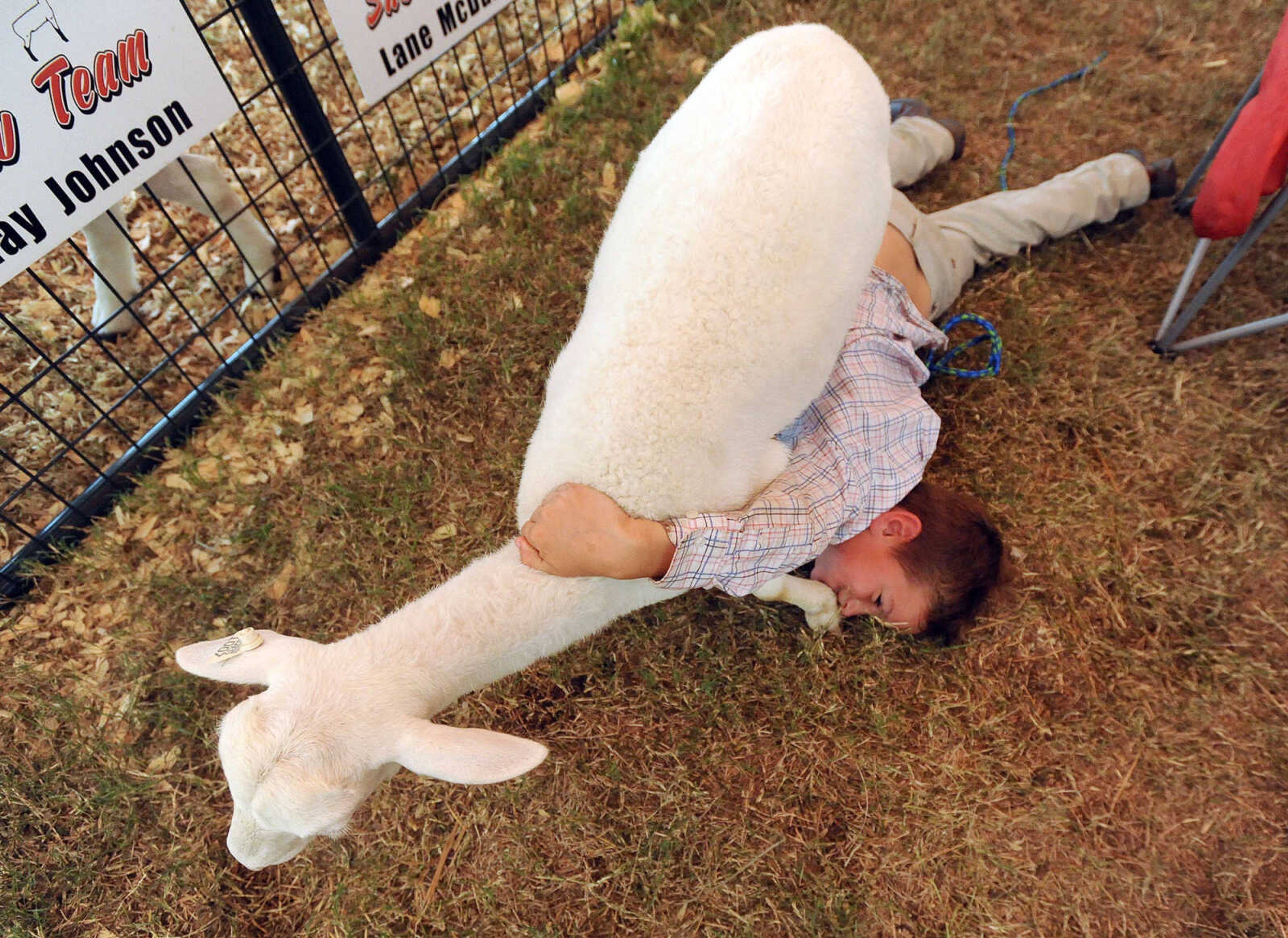 LAURA SIMON ~ lsimon@semissourian.com

"Frank" drags Grady Ruehling as she tries to get away after her lead came off on Wednesday, Sept. 14, 2016, during the sheep judging at the SEMO District Fair at Arena Park in Cape Girardeau.