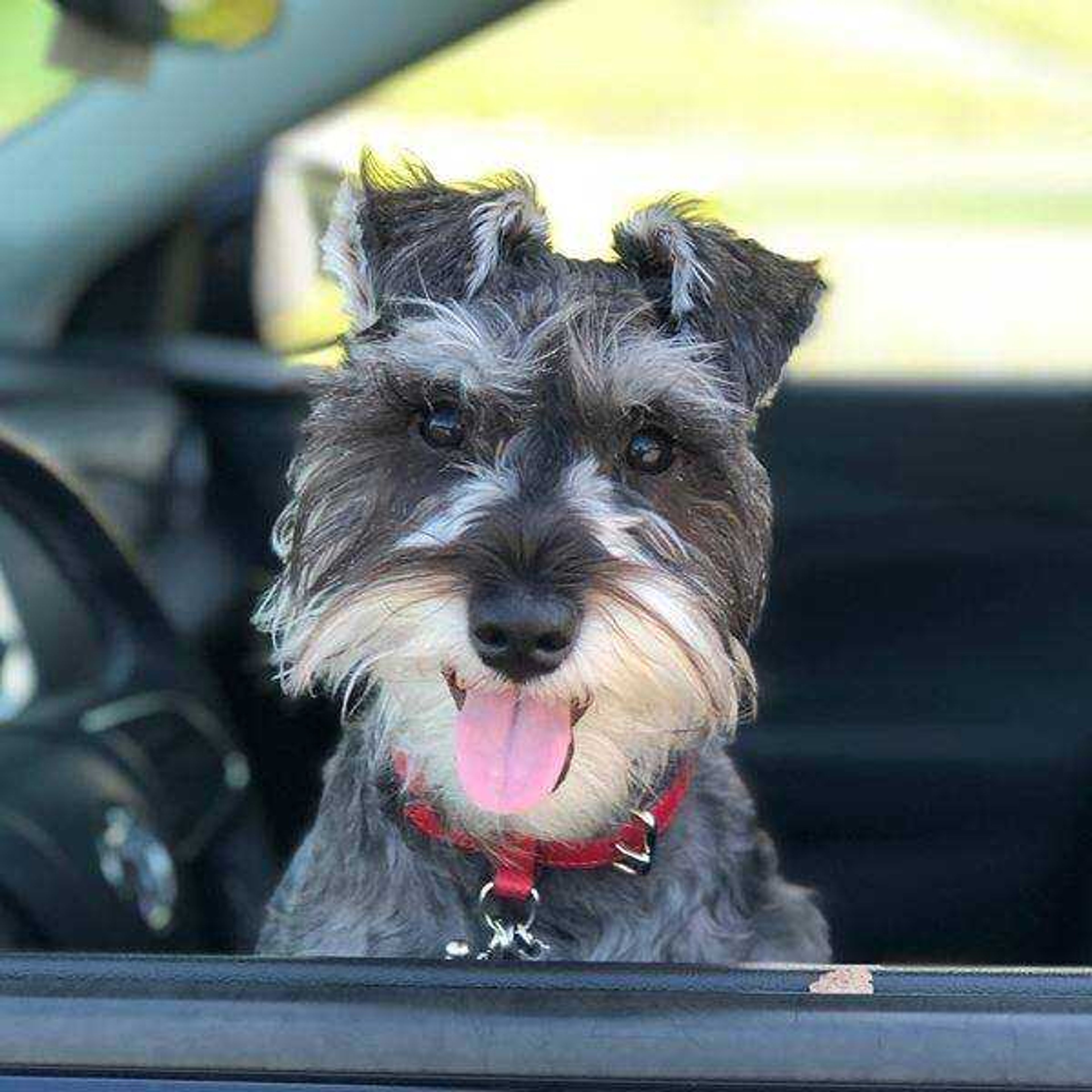 Kimber&nbsp; -&nbsp; Kimber loves to go for a ride anytime she has the chance.