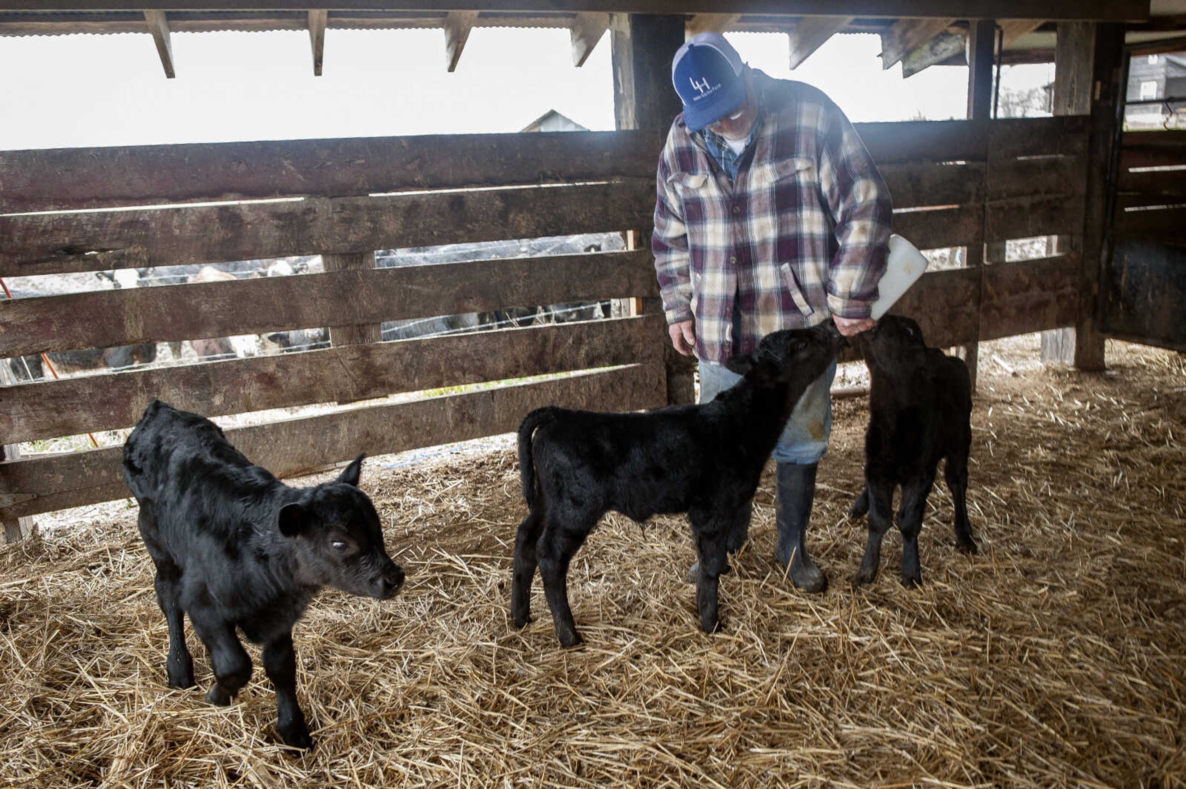 Larry Hahn bottle feeds one-week-old triplet calves Wednesday, Feb. 5, 2020, at the Hahn family's farm in rural Bollinger County, Missouri.