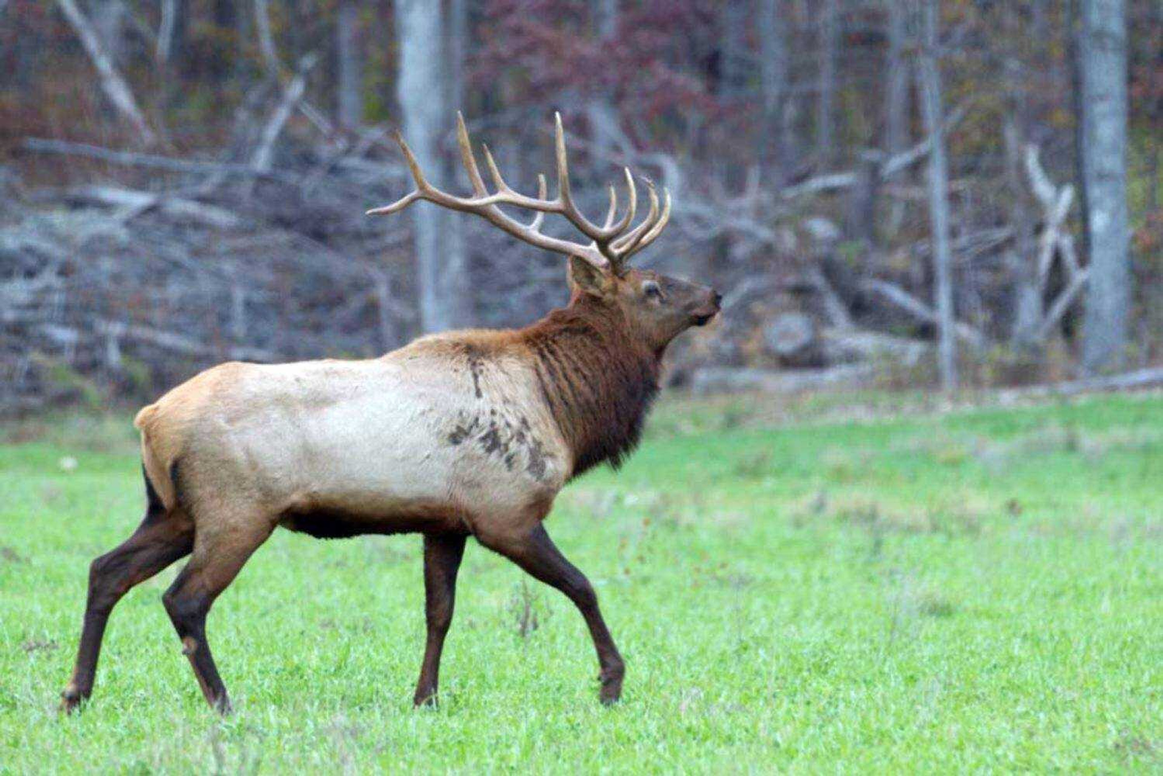 An elk is seen at Peck Ranch near Fremont, Missouri.