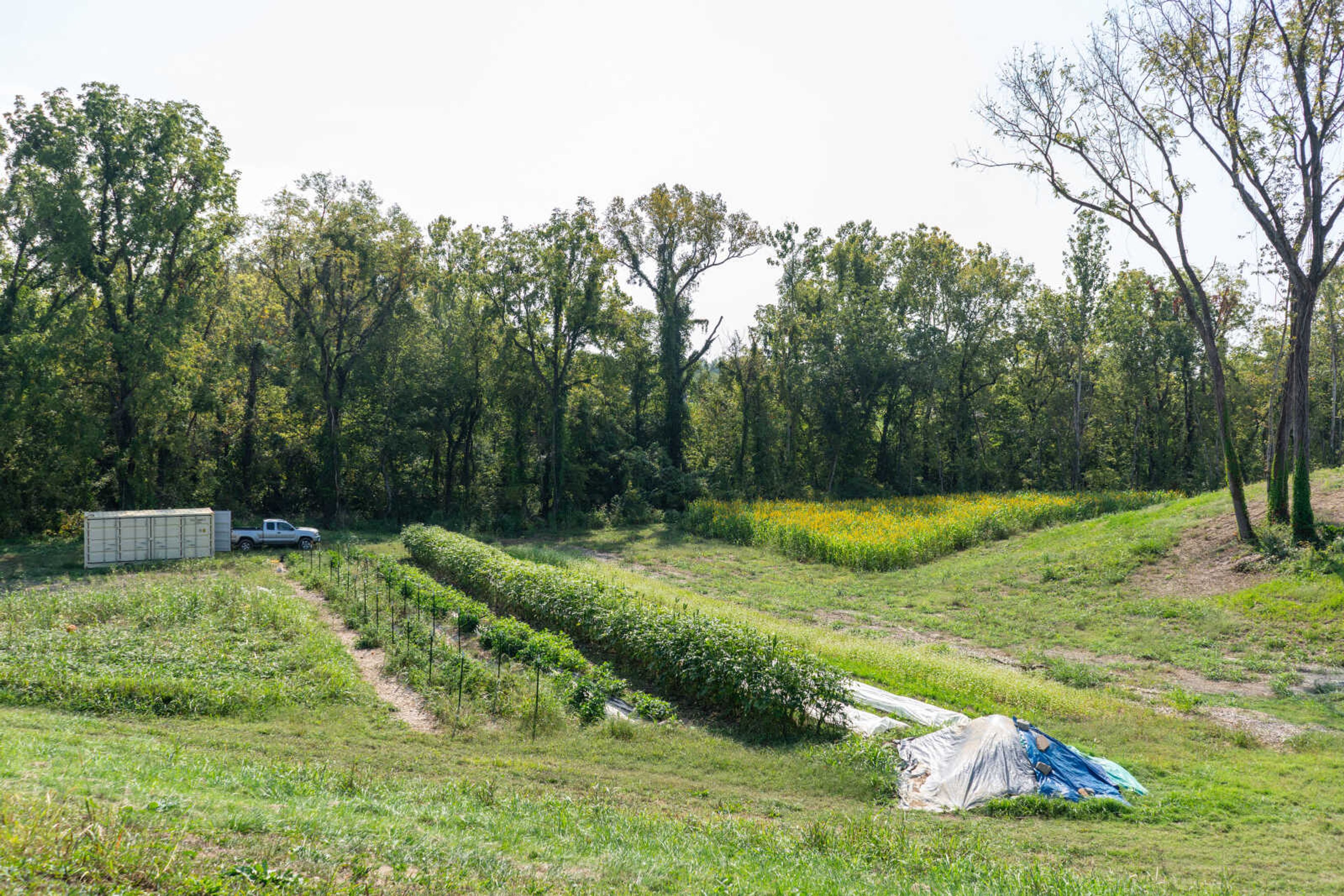 Vegetables and cover crops fill the current growing areas at South Side Farms. 