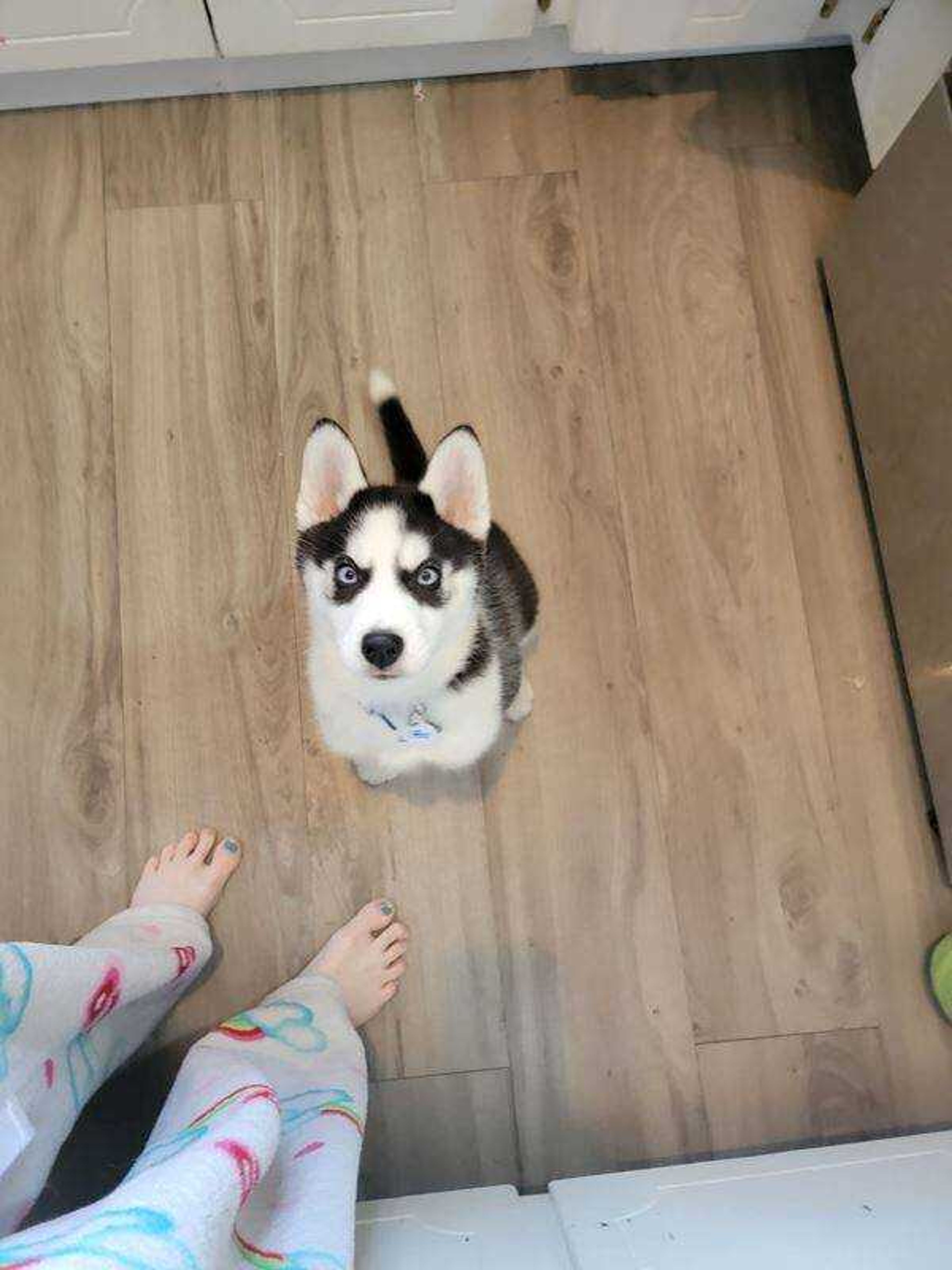 Thor&nbsp; -&nbsp; Sitting pretty for treats.