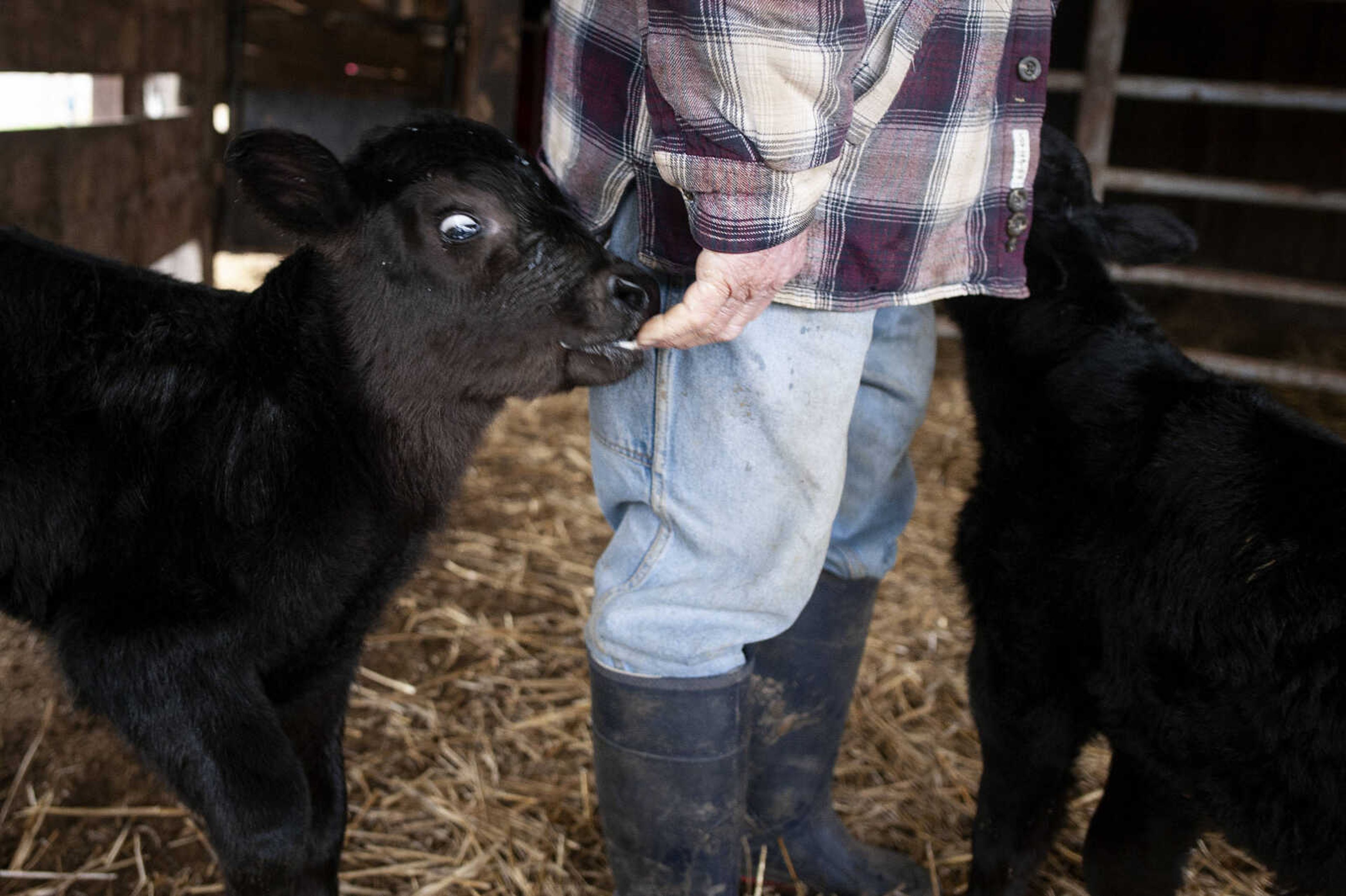 A calf licks the hand of Larry Hahn as he bottle feeds the one-week-old triplet calves Wednesday, Feb. 5, 2020, at the Hahn family's farm in rural Bollinger County, Missouri.