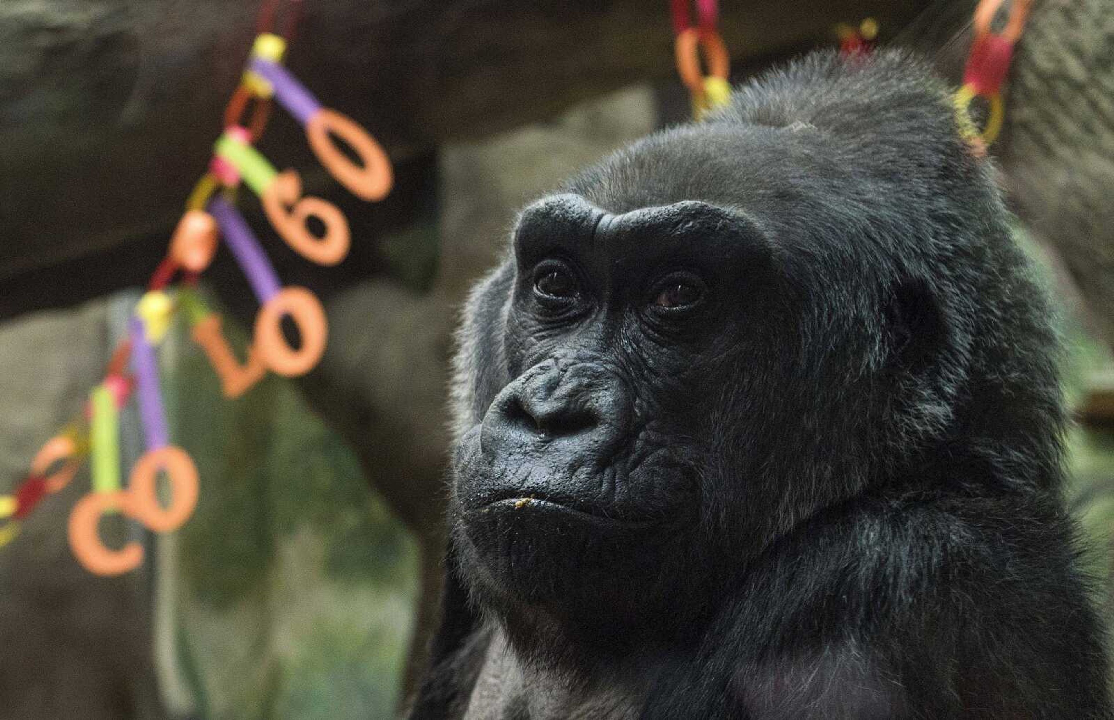 Colo, the nation's oldest living gorilla, sits inside her enclosure during her 60th birthday party Thursday at the Columbus Zoo and Aquarium. Colo was the first gorilla in the world born in a zoo and has surpassed the usual life expectancy of captive gorillas by two decades.