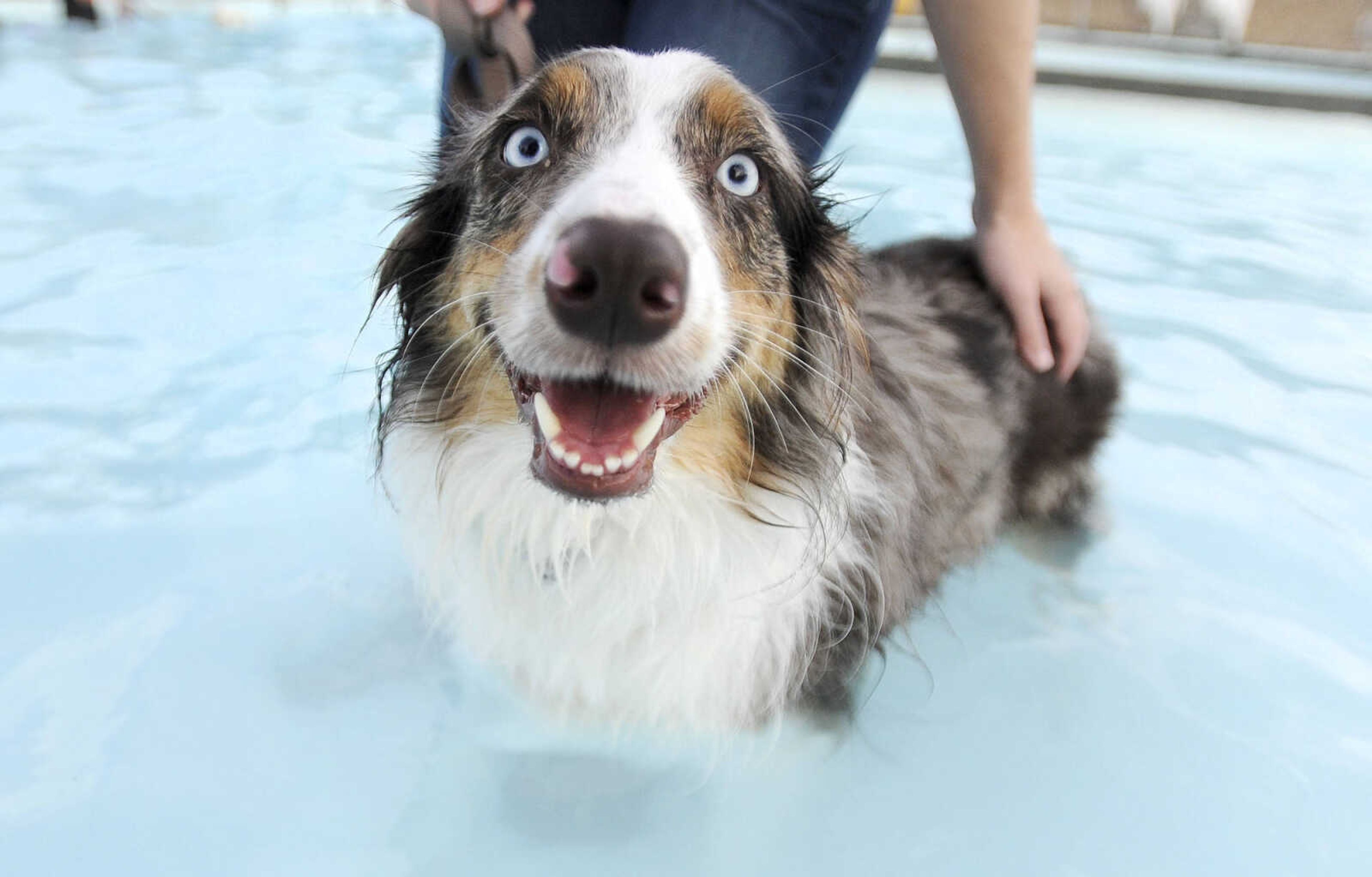 LAURA SIMON ~ lsimon@semissourian.com

Doggy Swim Day at Cape Splash, Sunday, Sept. 27, 2015, in Cape Girardeau. Leashed dogs got to swim and play in the lazy river and swimming pools with their owners. Proceeds from event benefit the Cape Girardeau Parks and Recreation Foundation.