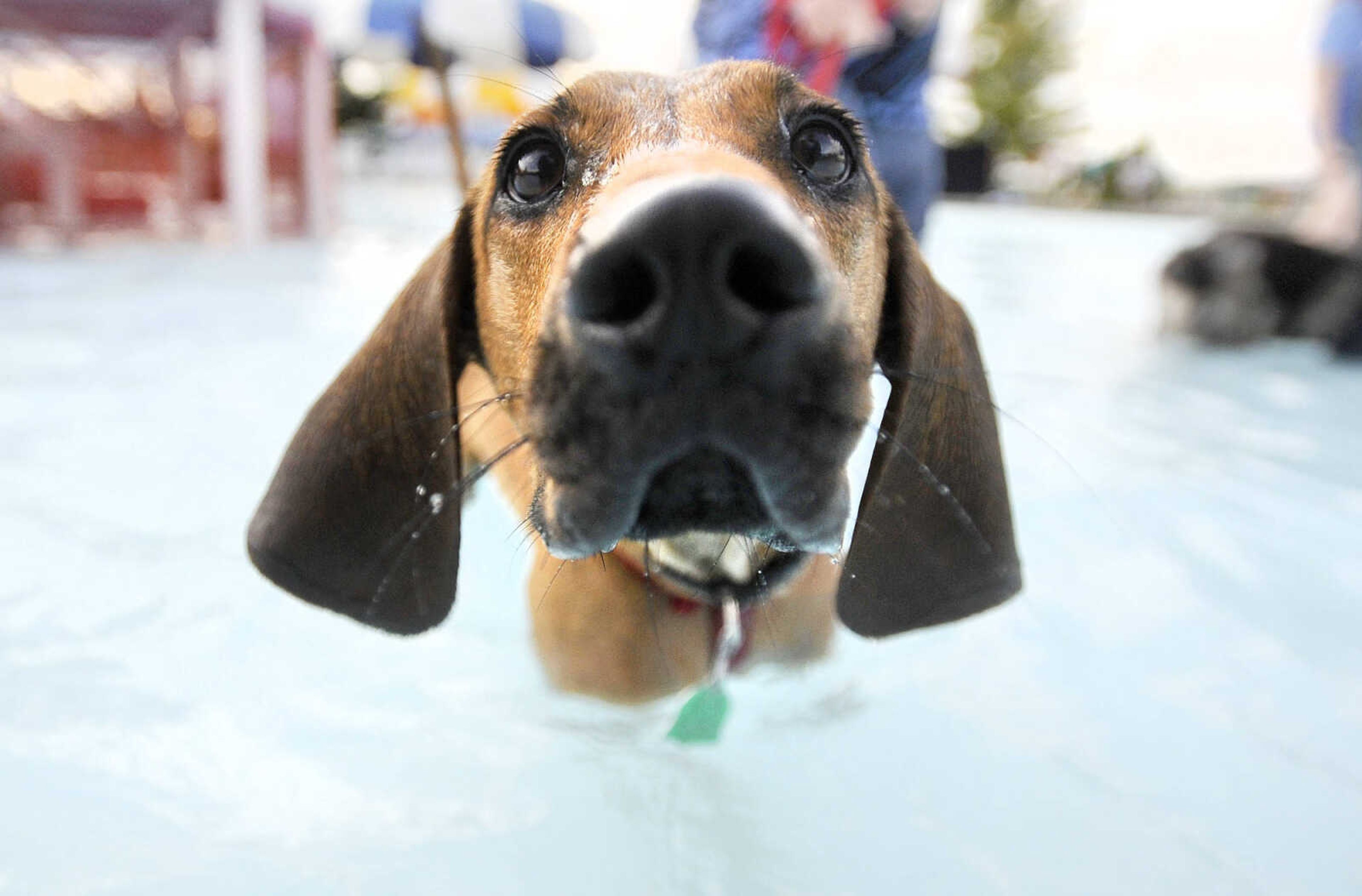 LAURA SIMON ~ lsimon@semissourian.com

Doggy Swim Day at Cape Splash, Sunday, Sept. 27, 2015, in Cape Girardeau. Leashed dogs got to swim and play in the lazy river and swimming pools with their owners. Proceeds from event benefit the Cape Girardeau Parks and Recreation Foundation.